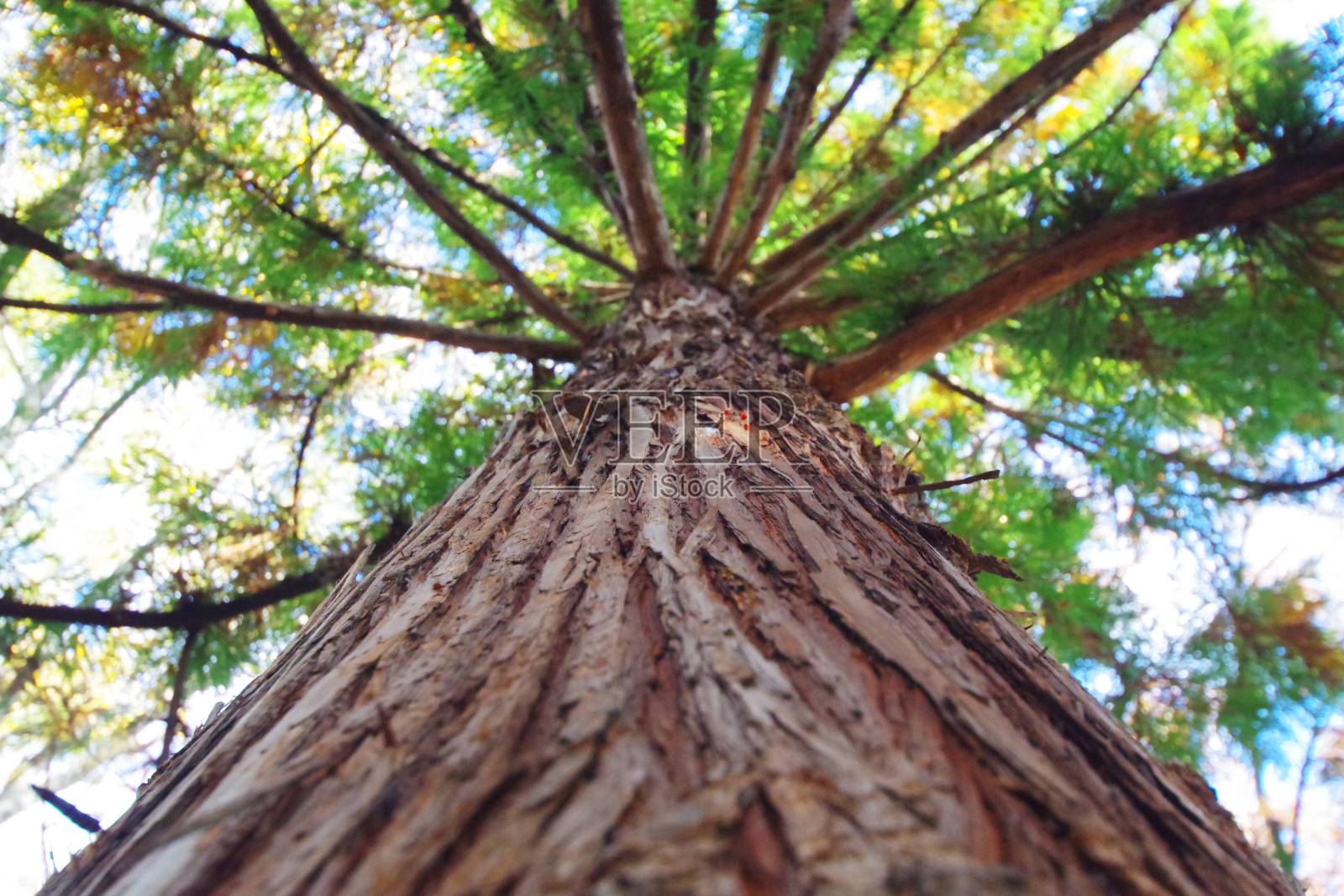日本杉树(Cryptomeria japonica)照片摄影图片