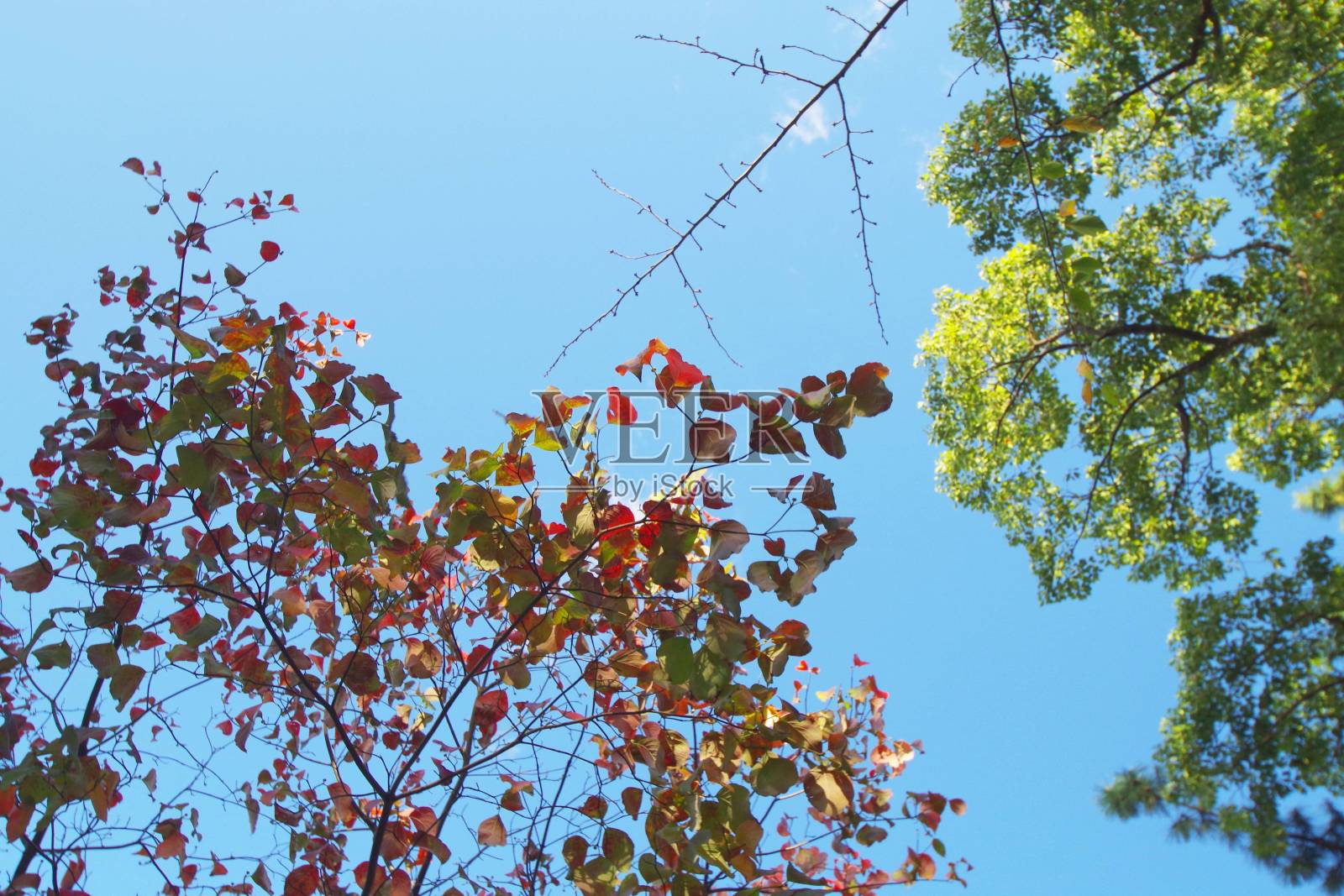 五彩缤纷的树叶照片摄影图片