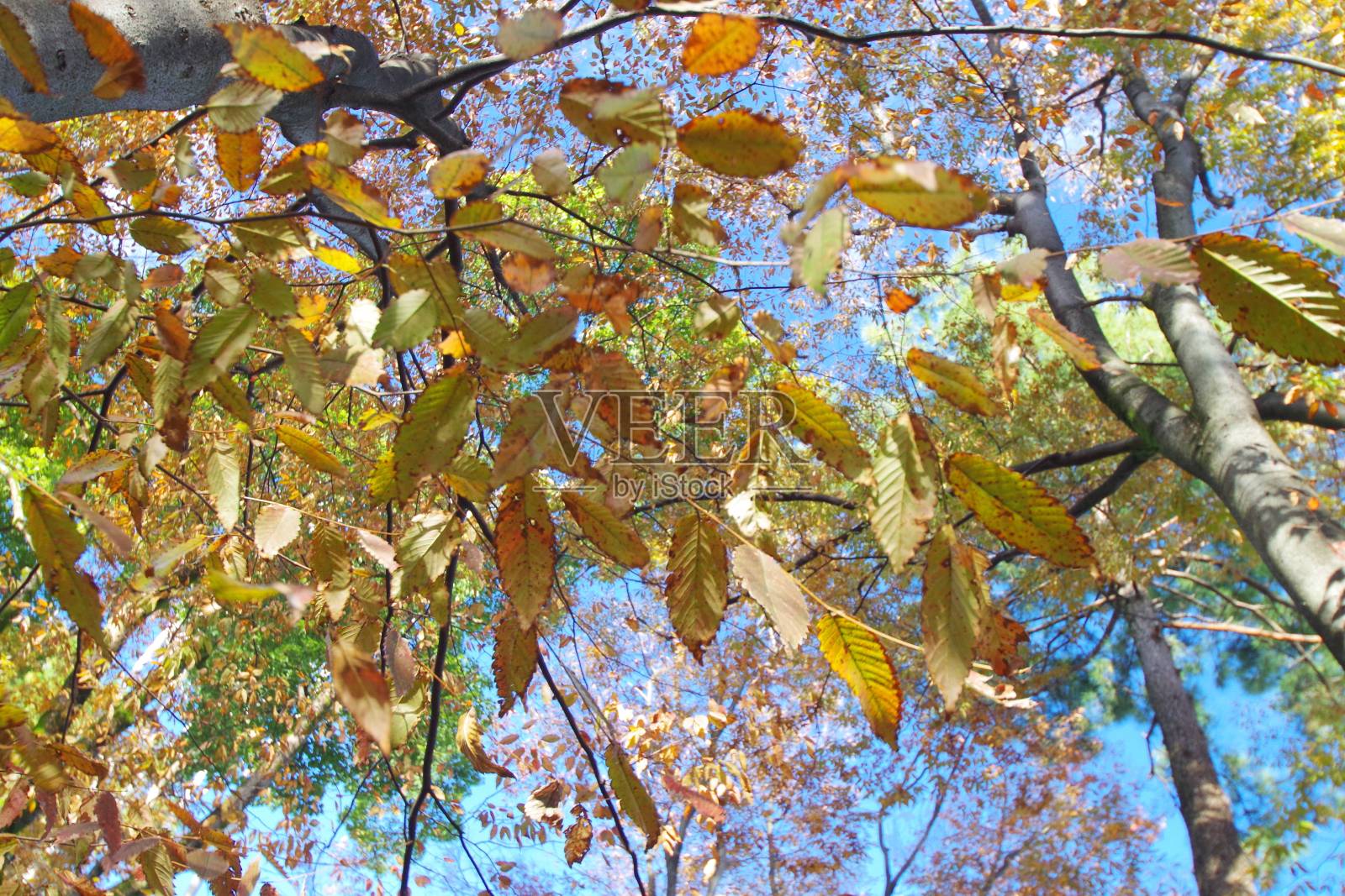 五彩缤纷的树叶照片摄影图片