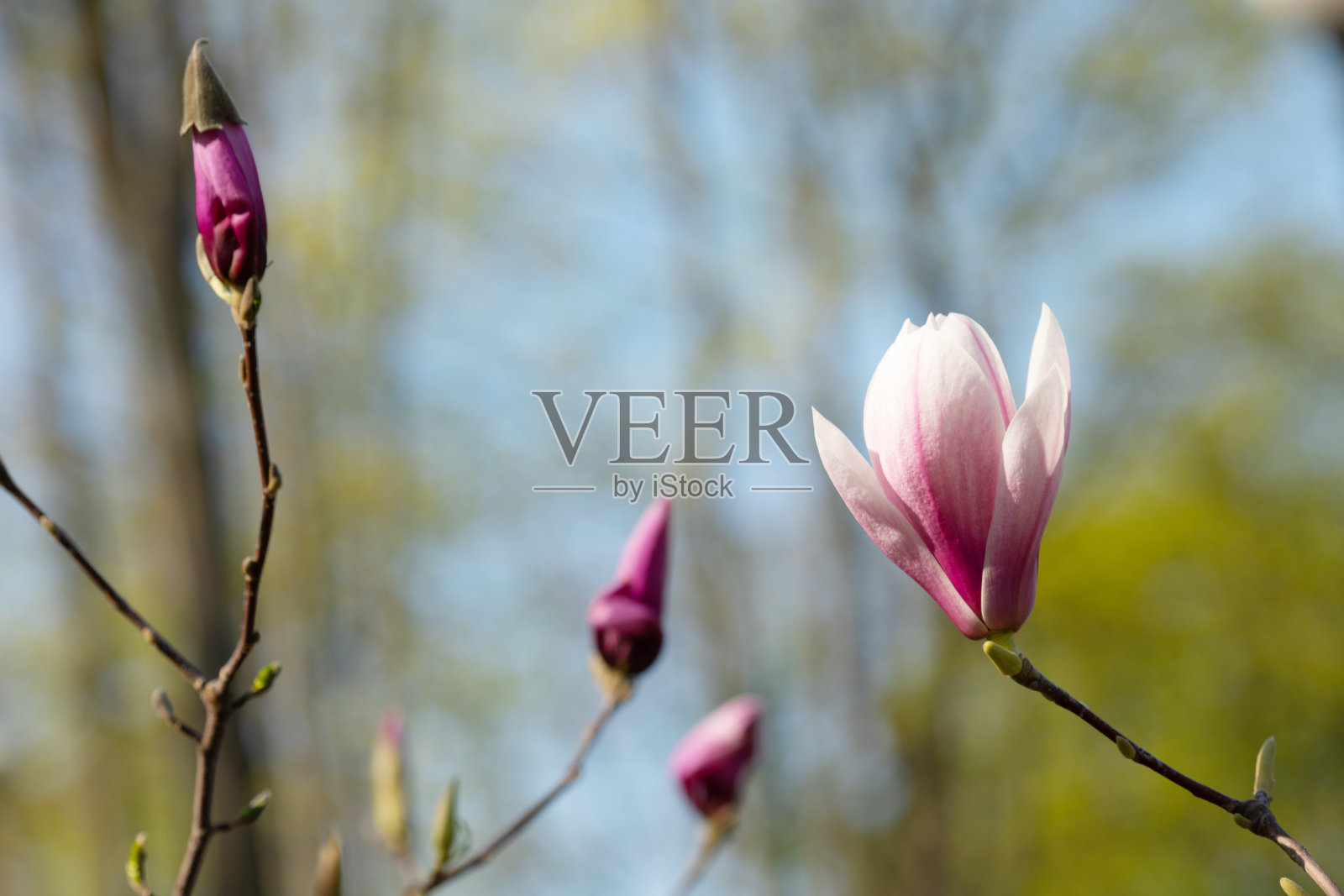 枝上有木兰花。玉兰花在早春发芽。有选择性的重点。照片摄影图片