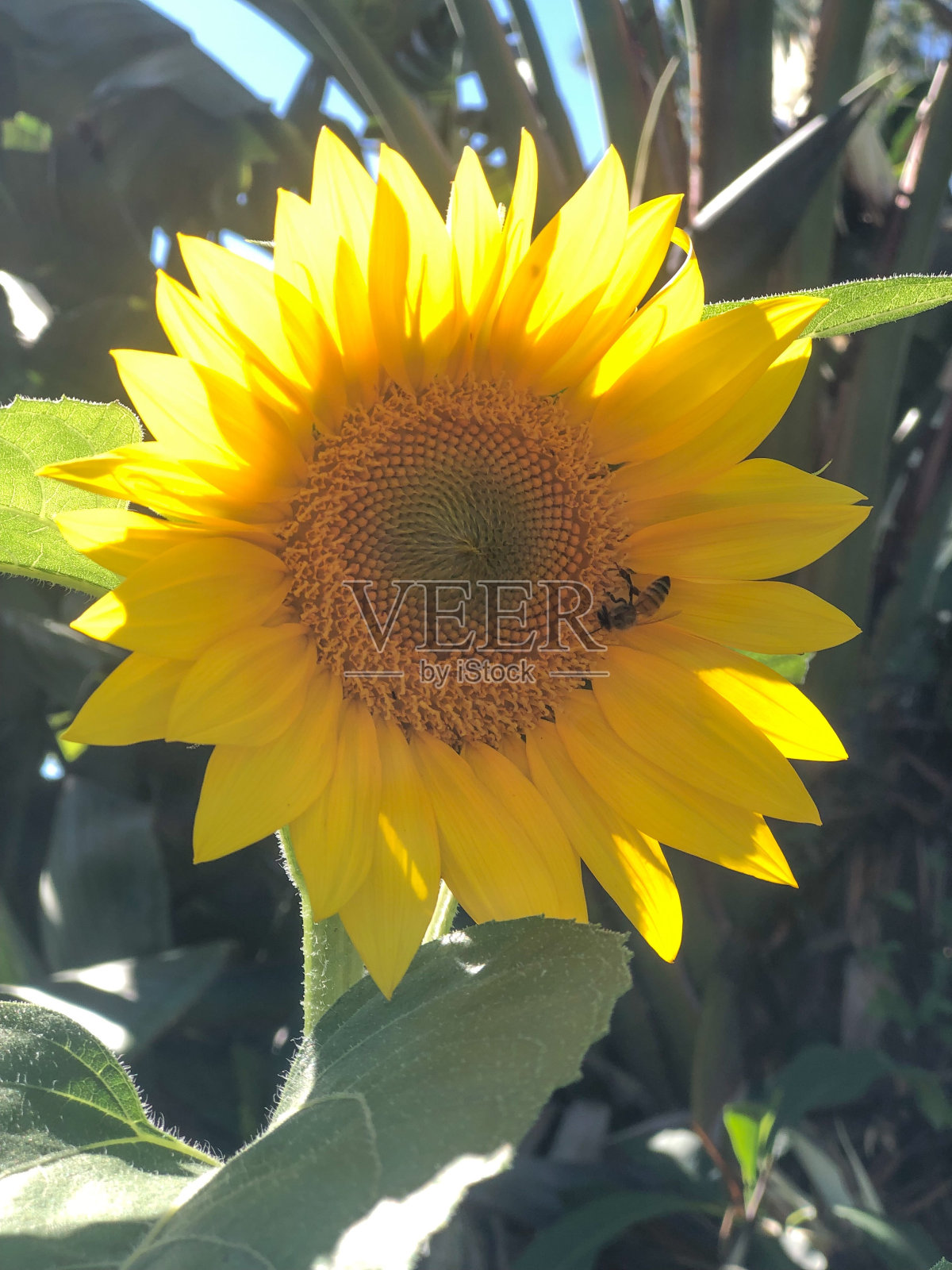 Beez膝盖照片摄影图片