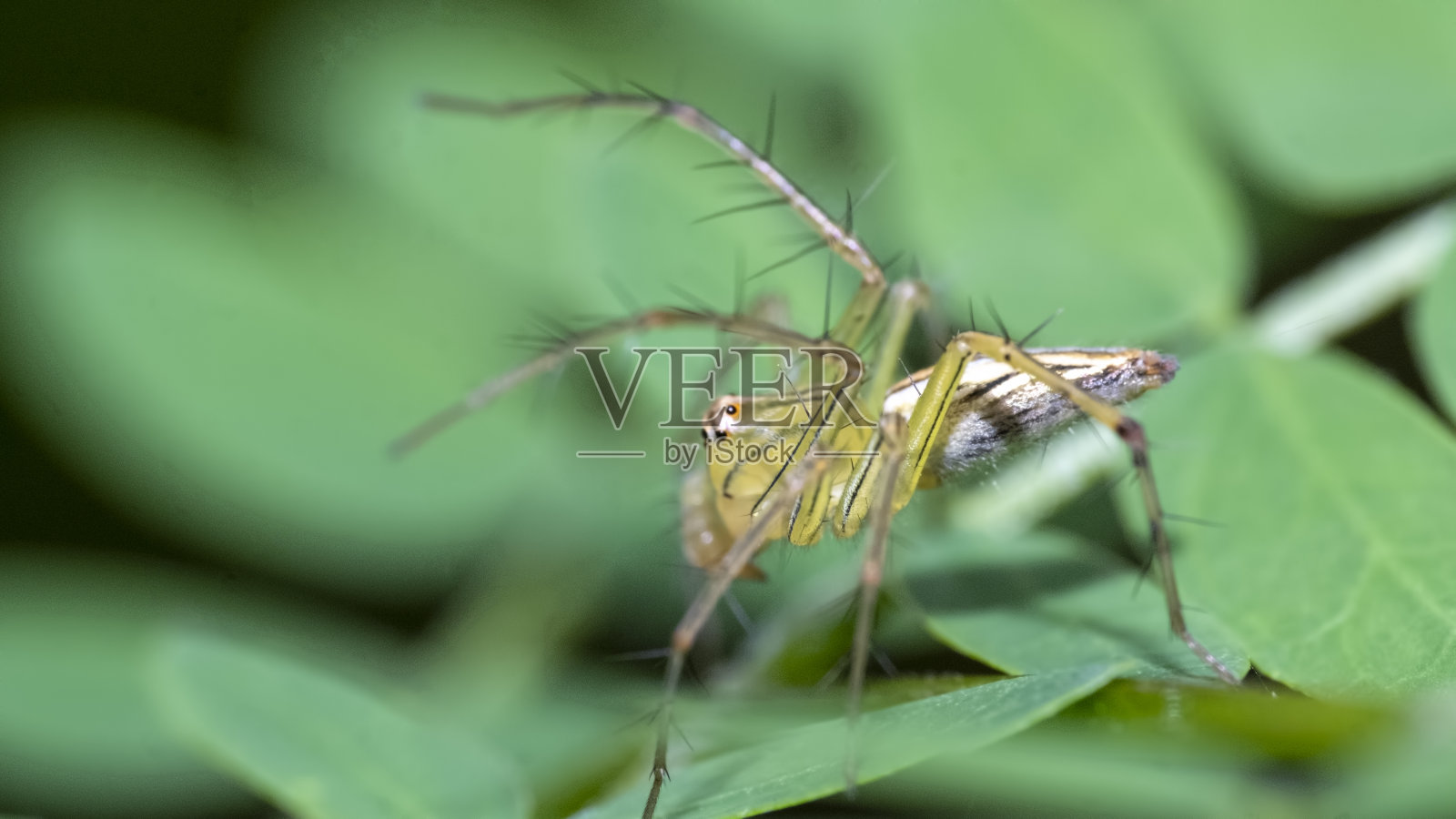Oxyopes salticus是山猫蜘蛛的一种,俗称条纹山猫蜘蛛。照片摄影图片