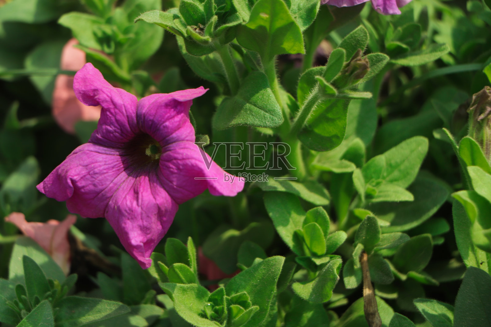 花园里的粉色牵牛花照片摄影图片
