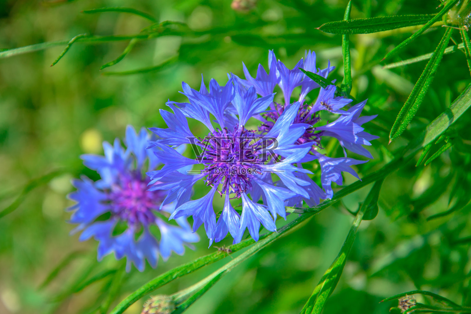蓝色的矢车菊生长在绿色的草地上照片摄影图片