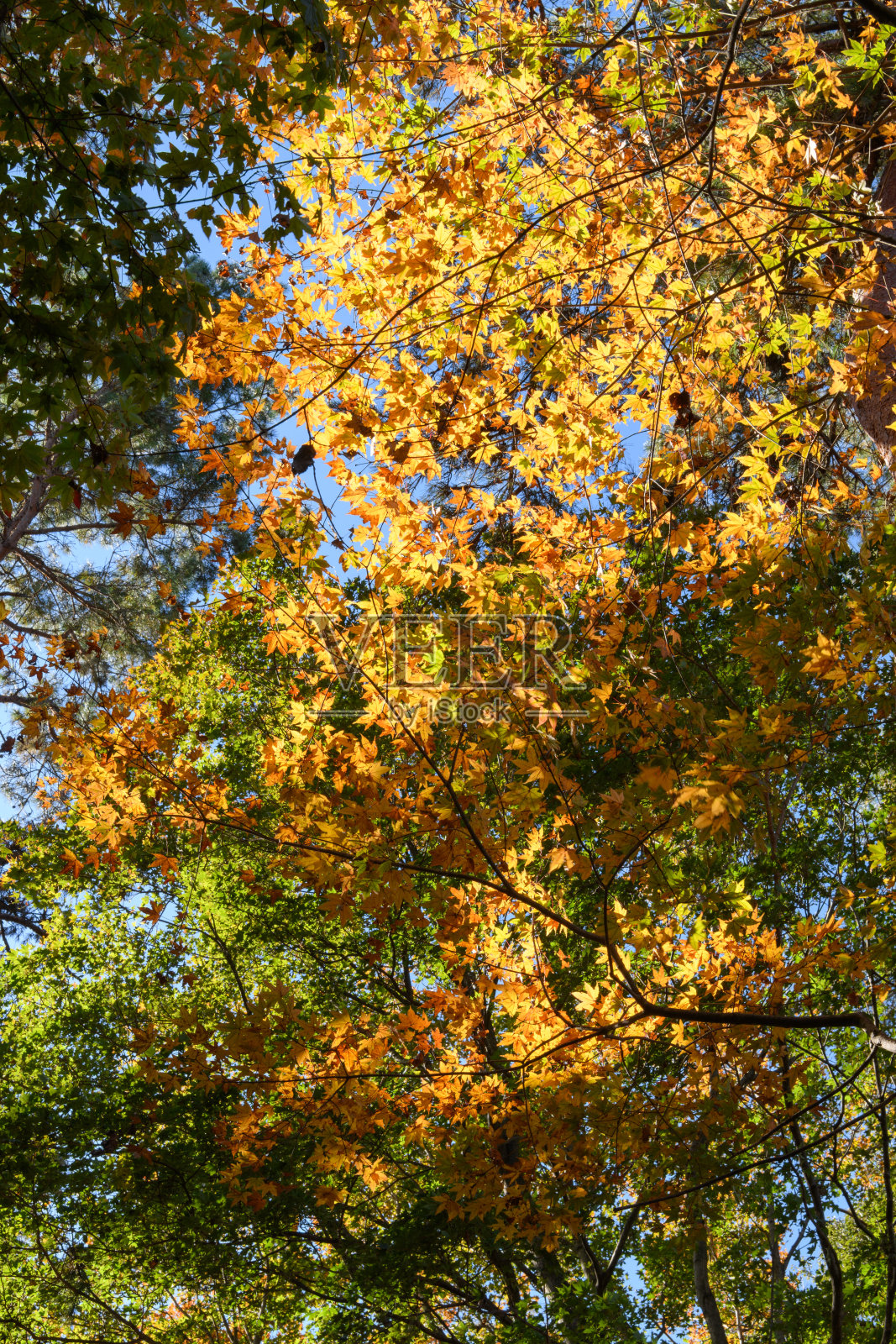 埼玉县的秋叶照片摄影图片