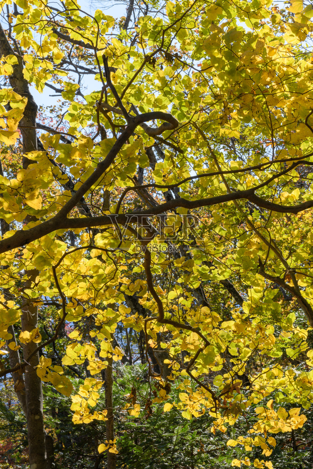 埼玉县秋叶(学名:Lindera obtusiloba)照片摄影图片