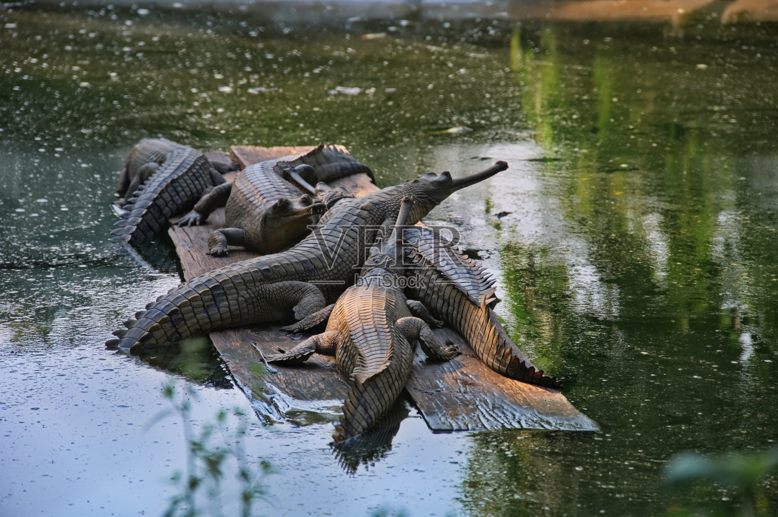 奇旺国家公园河上的大鳄照片摄影图片