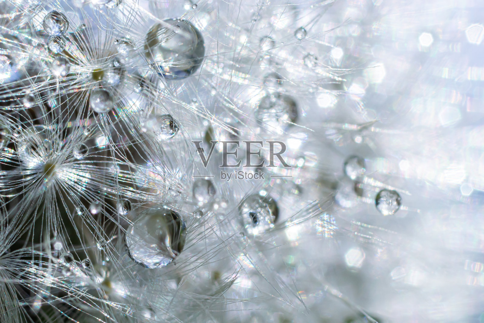 蒲公英花上的水滴微距特写早晨的阳光与散景灯。蒲公英种子的倒影照片摄影图片