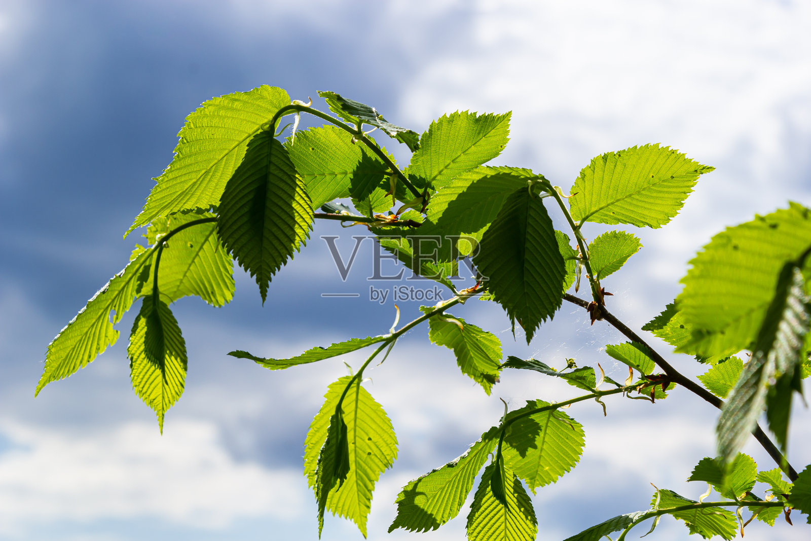 阳光下的角树叶子。角梁树枝上有新鲜的绿叶。美丽的绿色自然背景。春天的叶子照片摄影图片