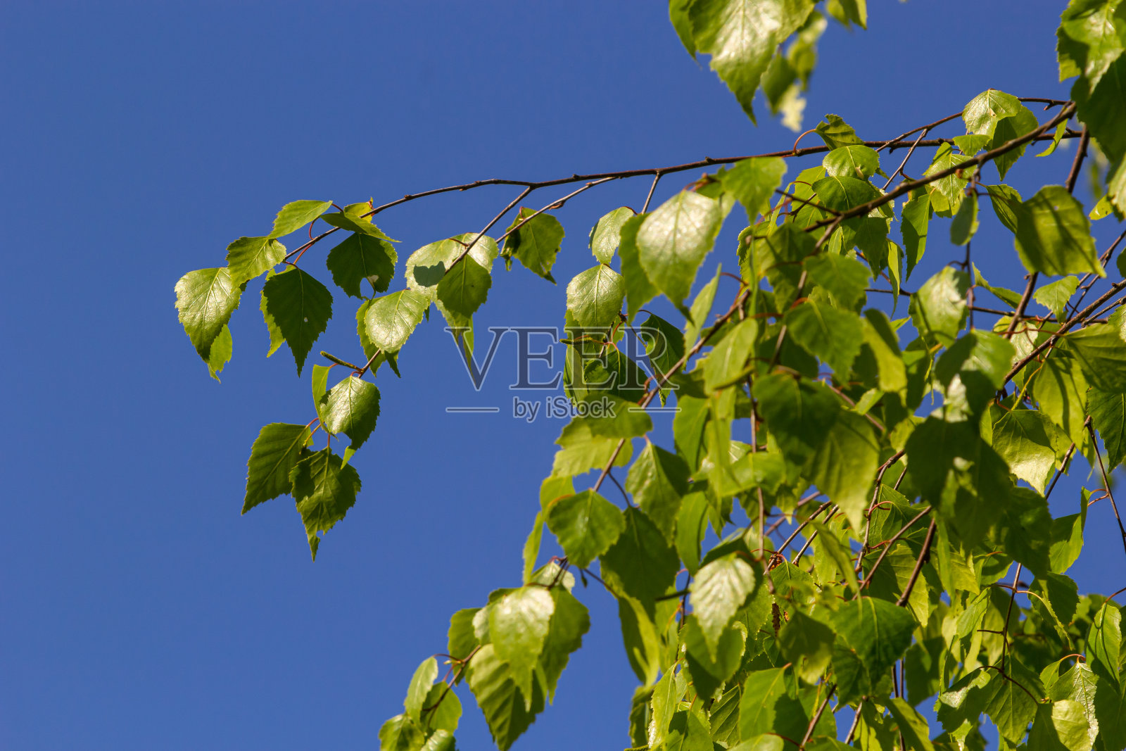 近景:春天,一棵河桦树上开花的黄色柳絮,以蓝天为背景照片摄影图片