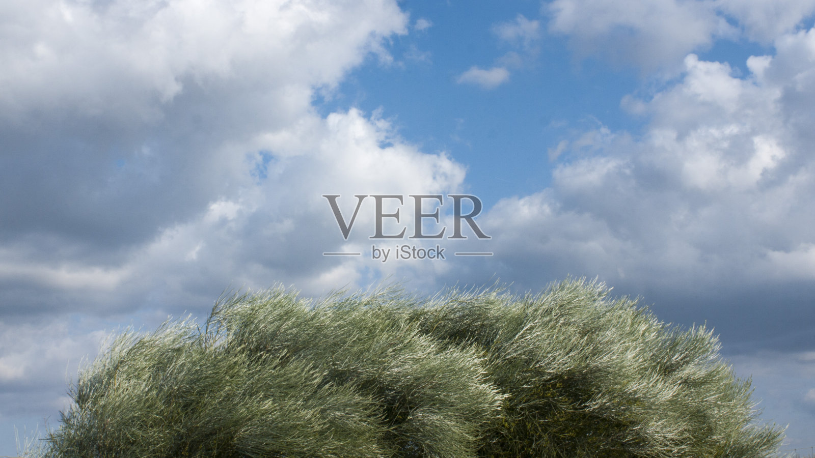 野树丛和多云的天空照片摄影图片