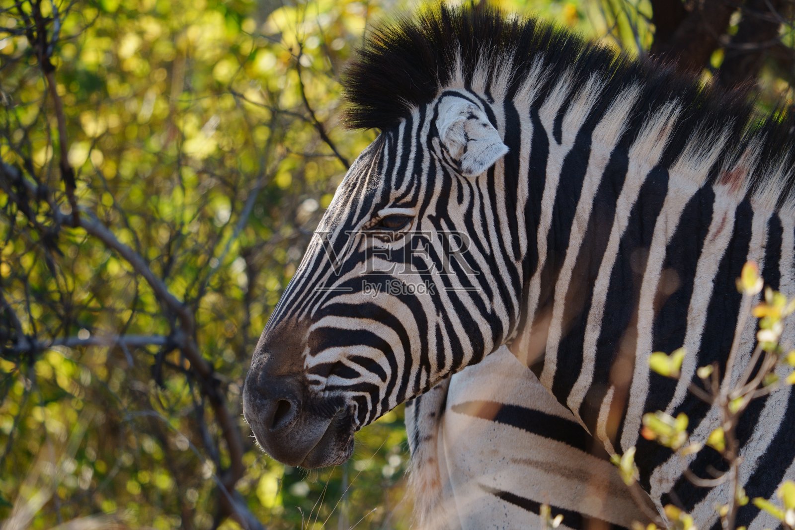 野生丛林斑马在自然保护区与美丽的图案和纹理。照片摄影图片