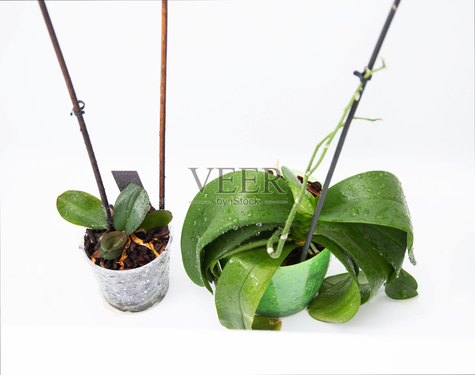 室内的花在浴室的花盆里。滋润、护理、浇灌花朵。特写镜头照片摄影图片