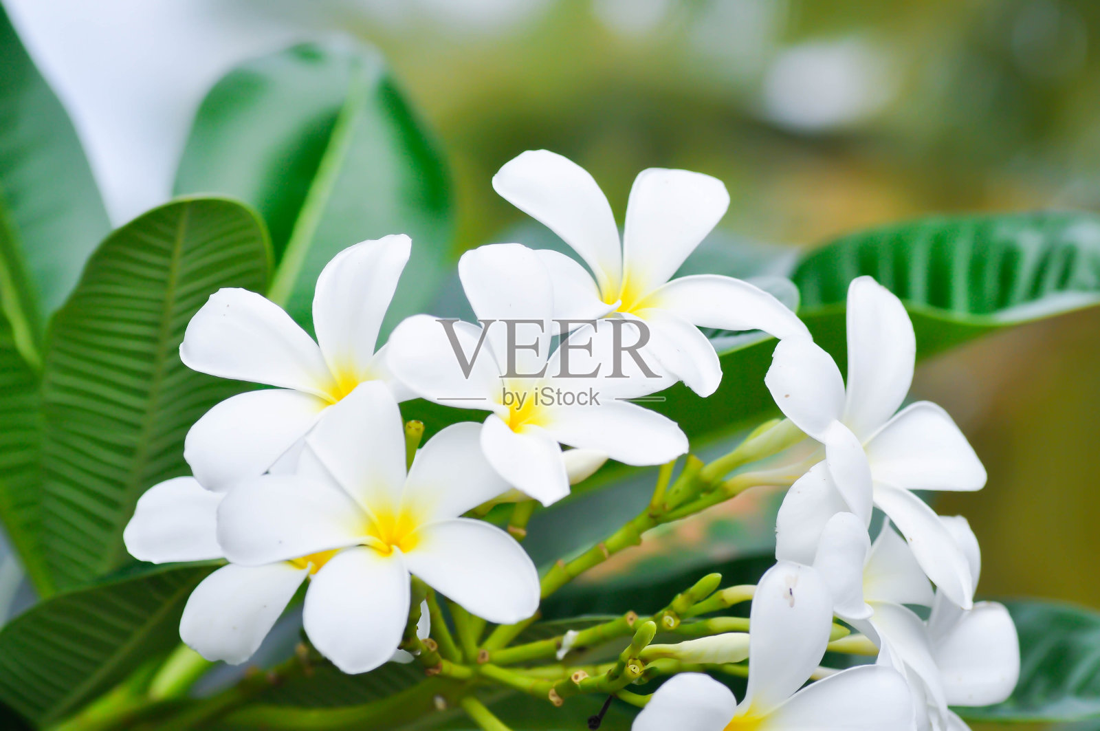 鸡蛋花照片摄影图片