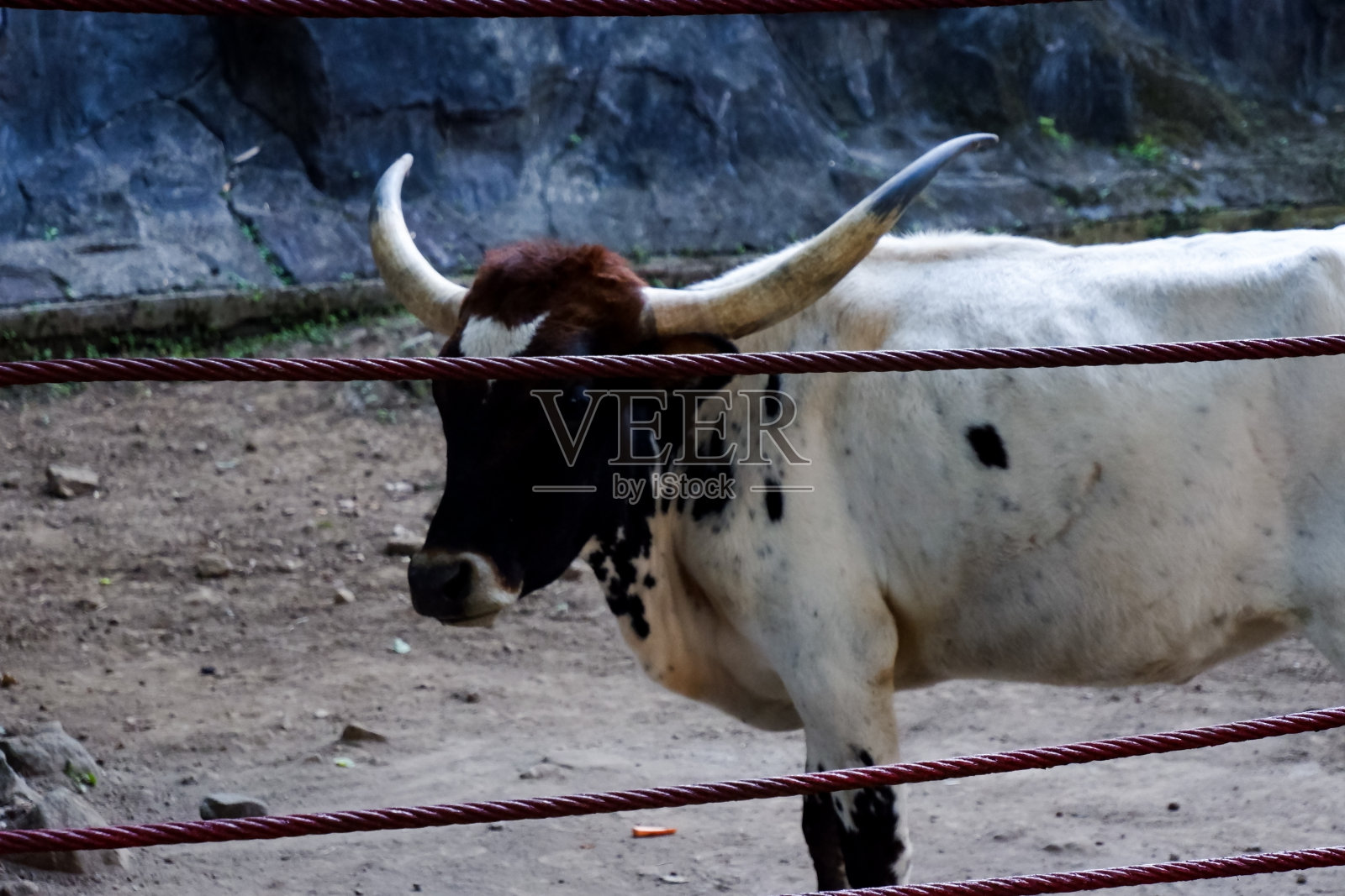 下午长角在笼子里进食的选择性焦点。照片摄影图片