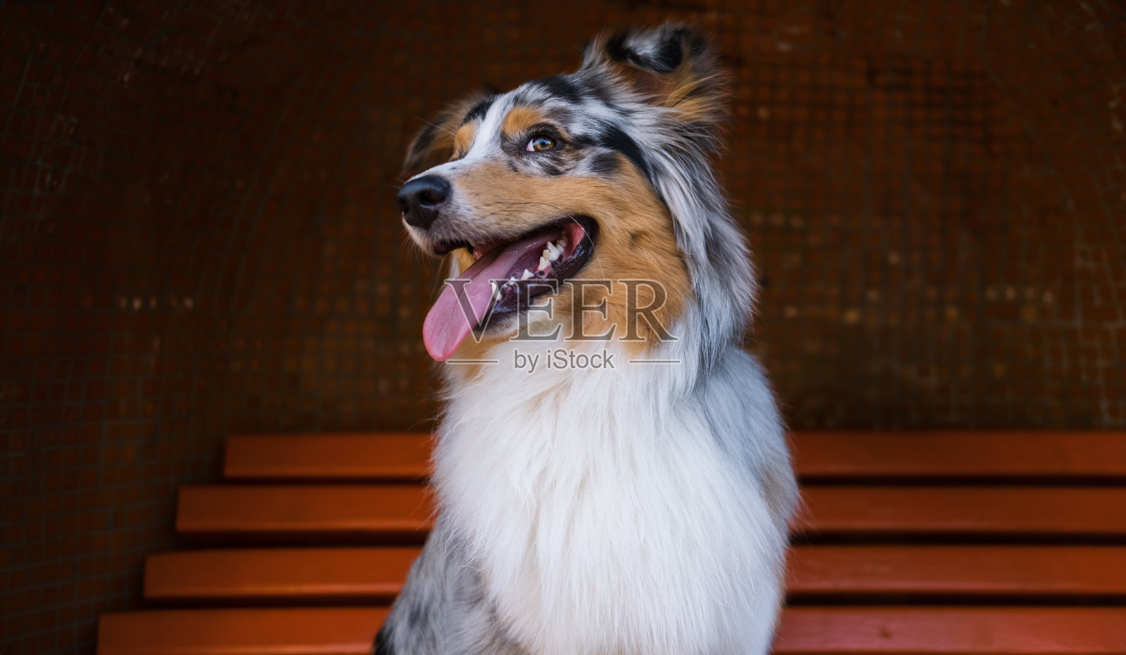 可爱的画像,一只快乐的澳洲牧羊犬坐在长凳上。澳大利亚蓝山鸟色柯利狗的真实生活肖像,英雄拍摄照片摄影图片