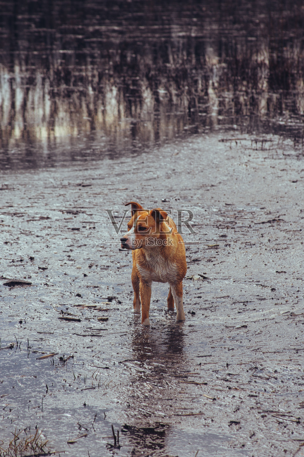 美国斯塔福德梗照片摄影图片