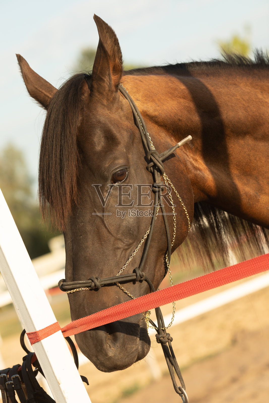 一匹纯种栗色种马的肖像。马户外。照片摄影图片