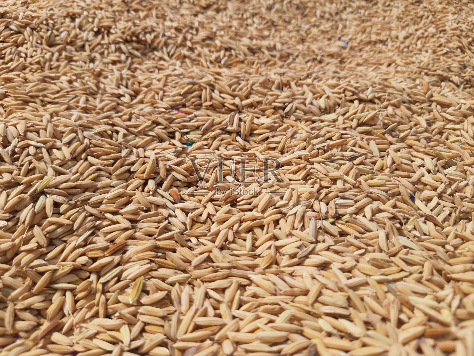 稻田的全画幅镜头照片摄影图片