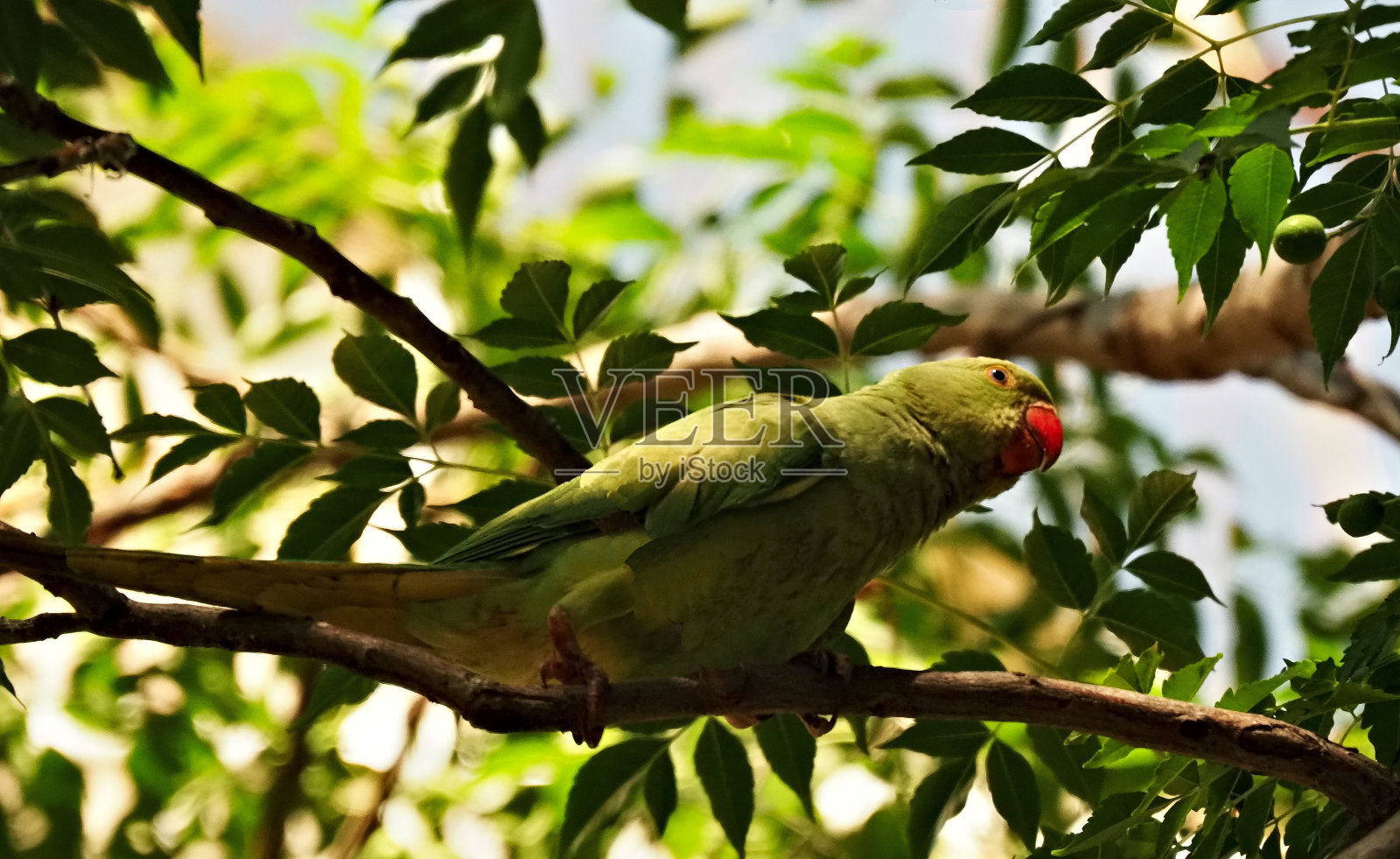 日光浴照片摄影图片
