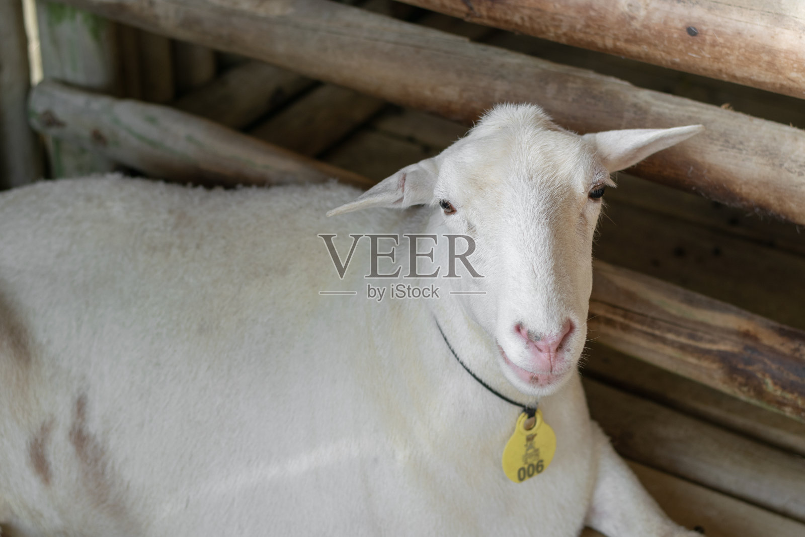 一只白色无角山羊躺在围栏里,直视前方照片摄影图片