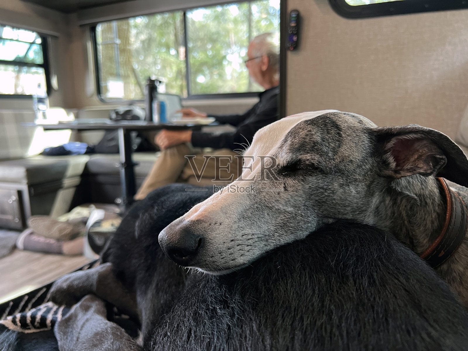 狗在房车里睡觉。照片摄影图片