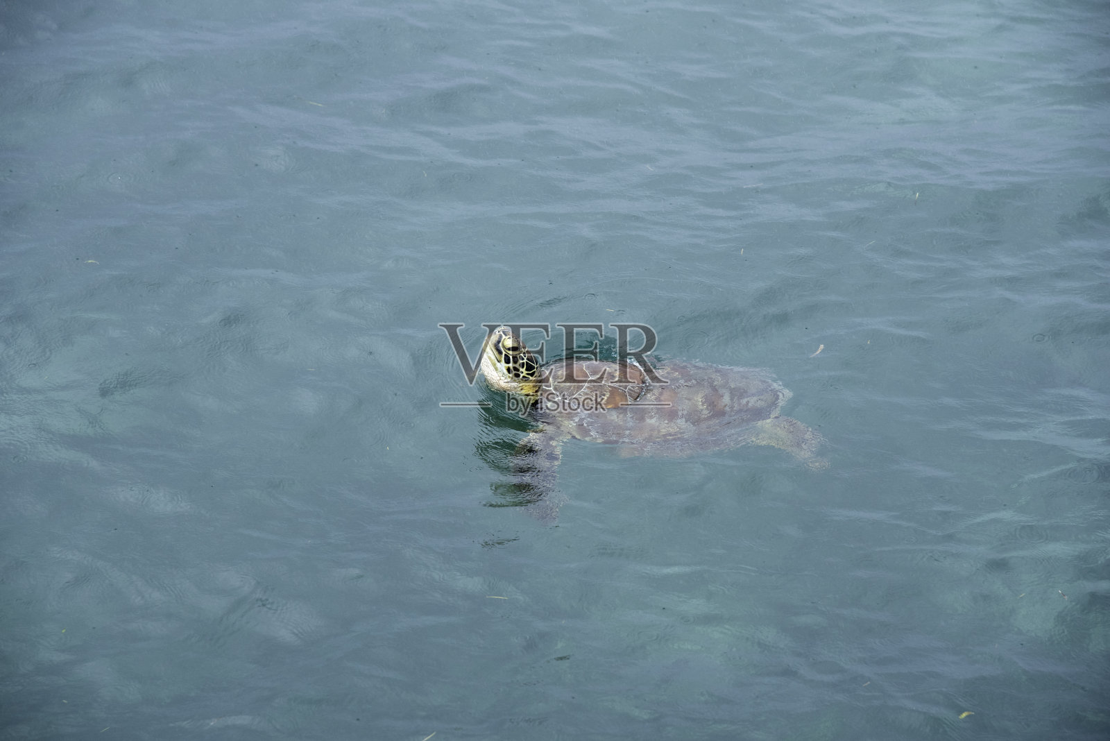 海龟照片摄影图片