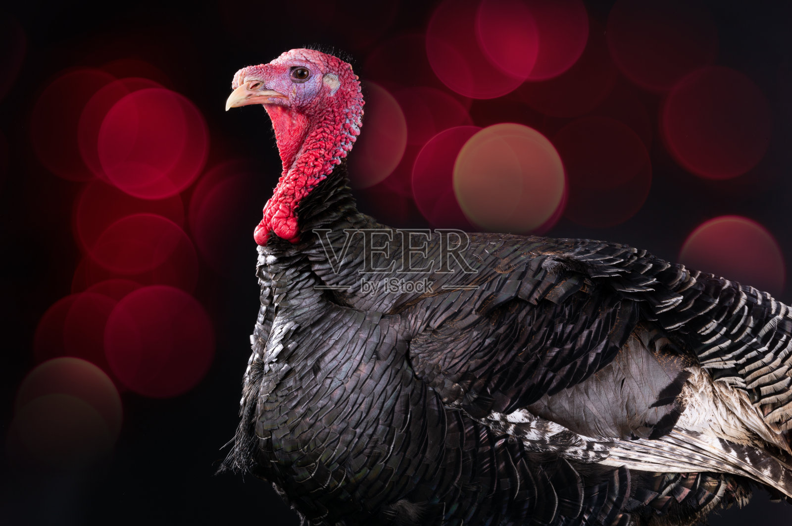美丽的肖像火鸡在黑色的背景照片摄影图片