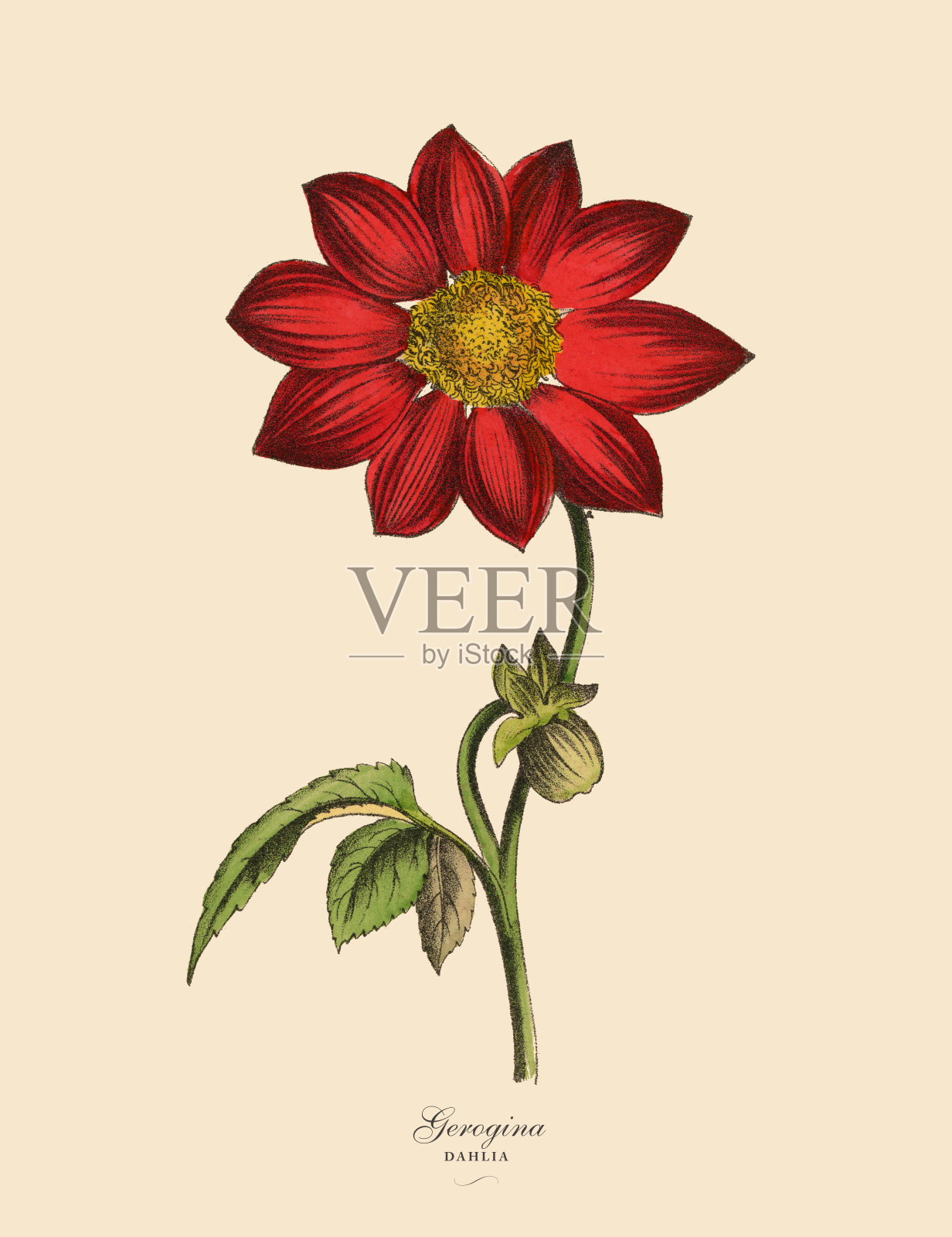 乔治娜或大丽花植物,维多利亚植物学插图插画图片素材