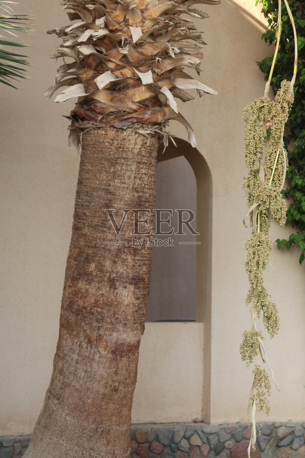 拱门:建筑物墙上的拱形窗户一棵大棕榈树。建筑的立面采用了简约的波西米亚风格。照片摄影图片