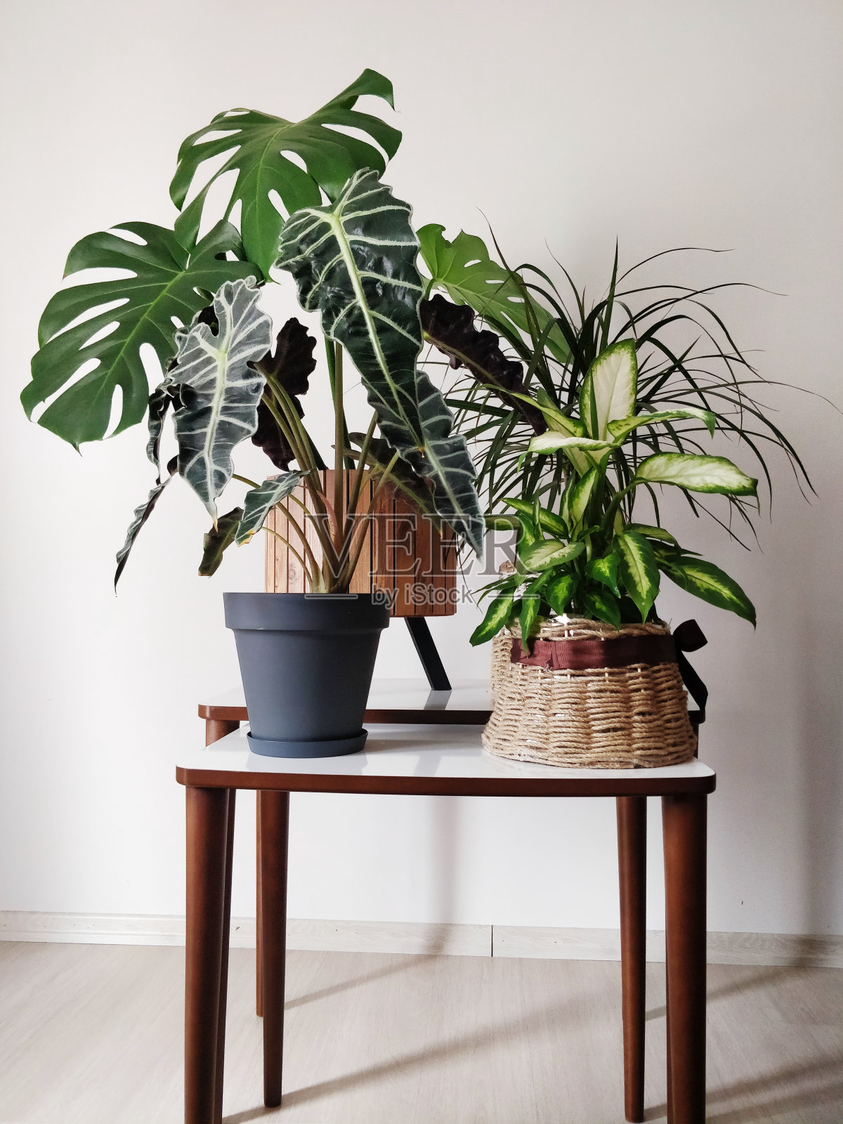 室内盆栽植物收集照片摄影图片