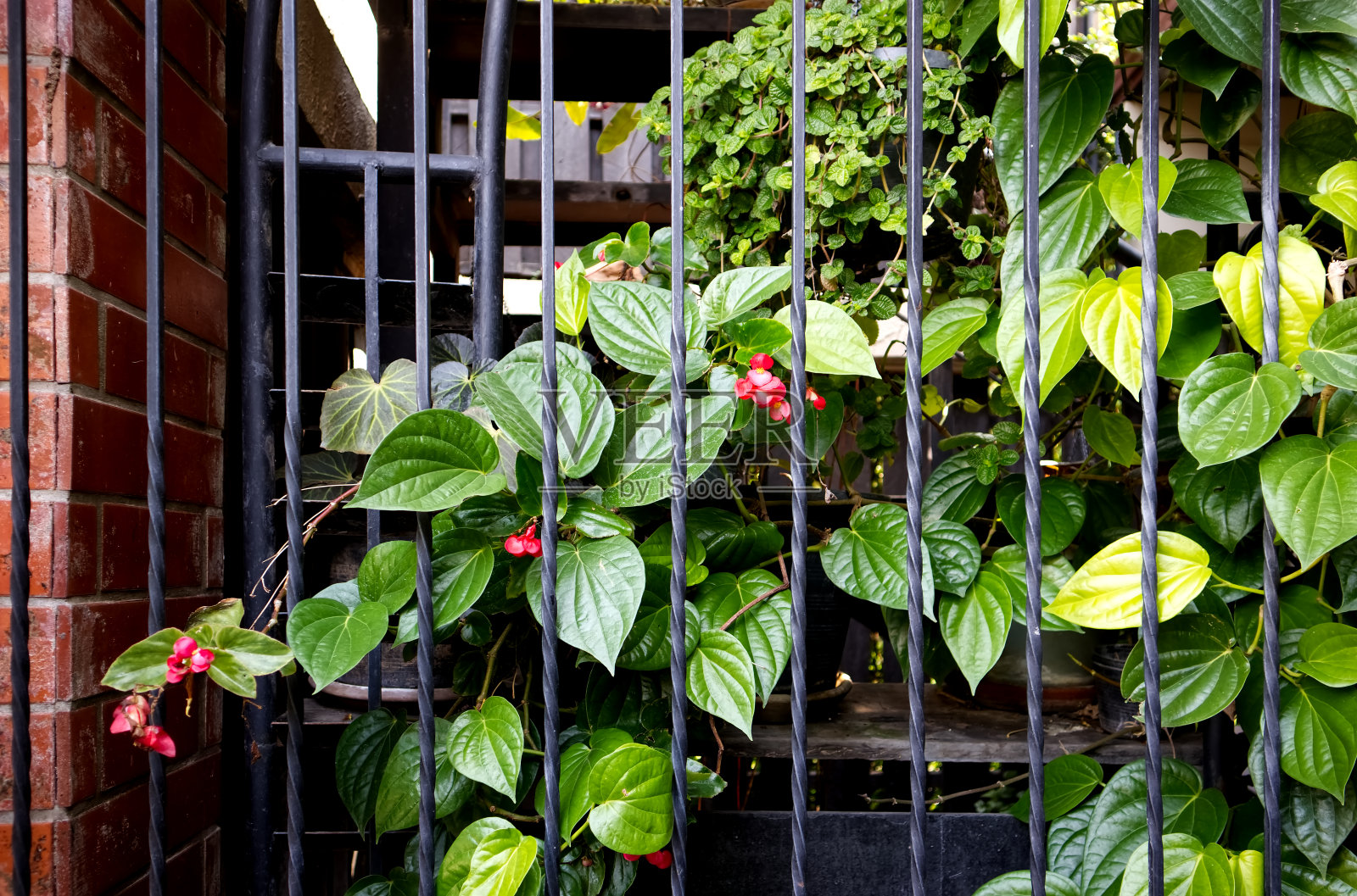 红花绿叶,铁艺栅栏,背景照片摄影图片