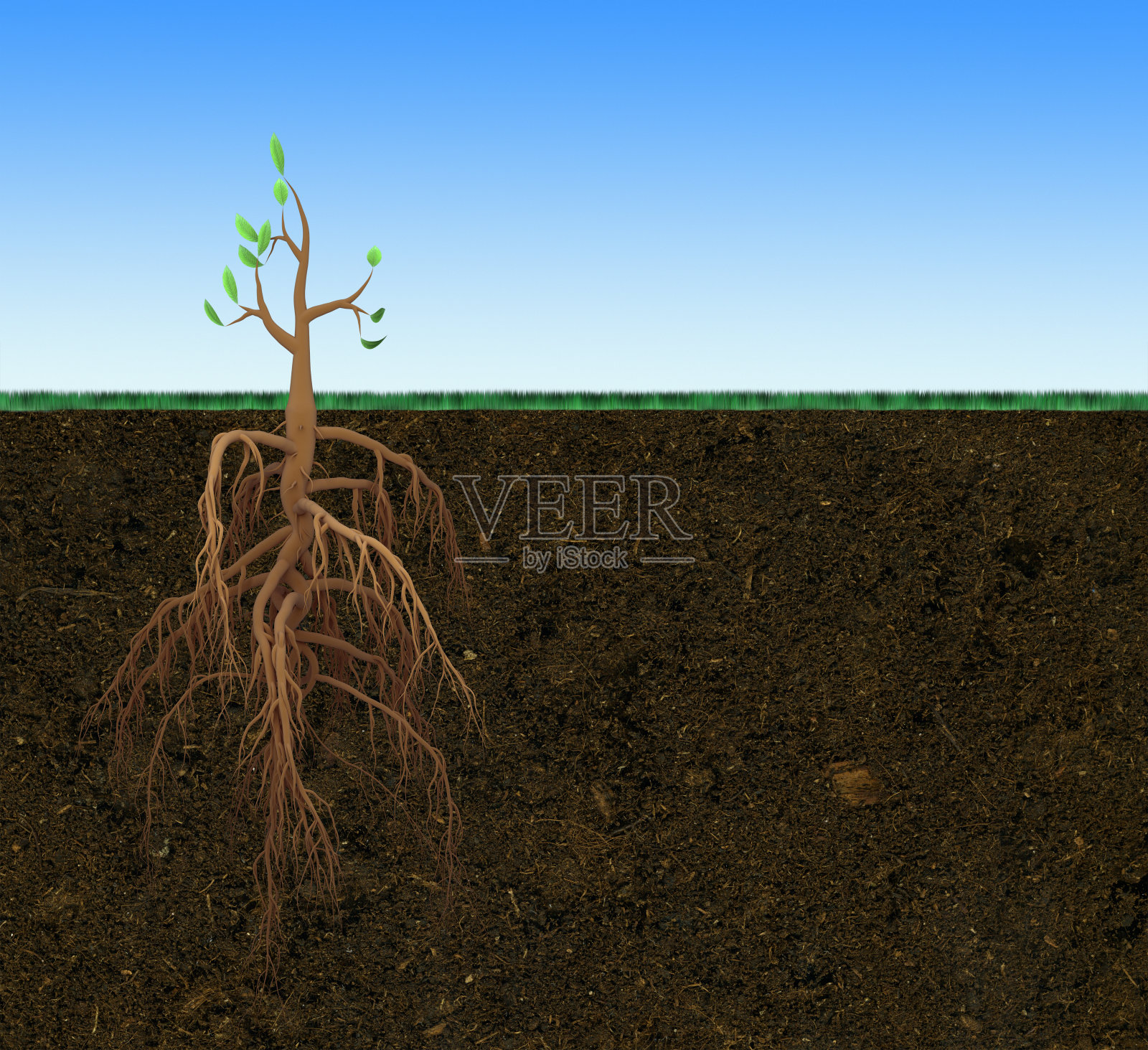 有大根的小树照片摄影图片