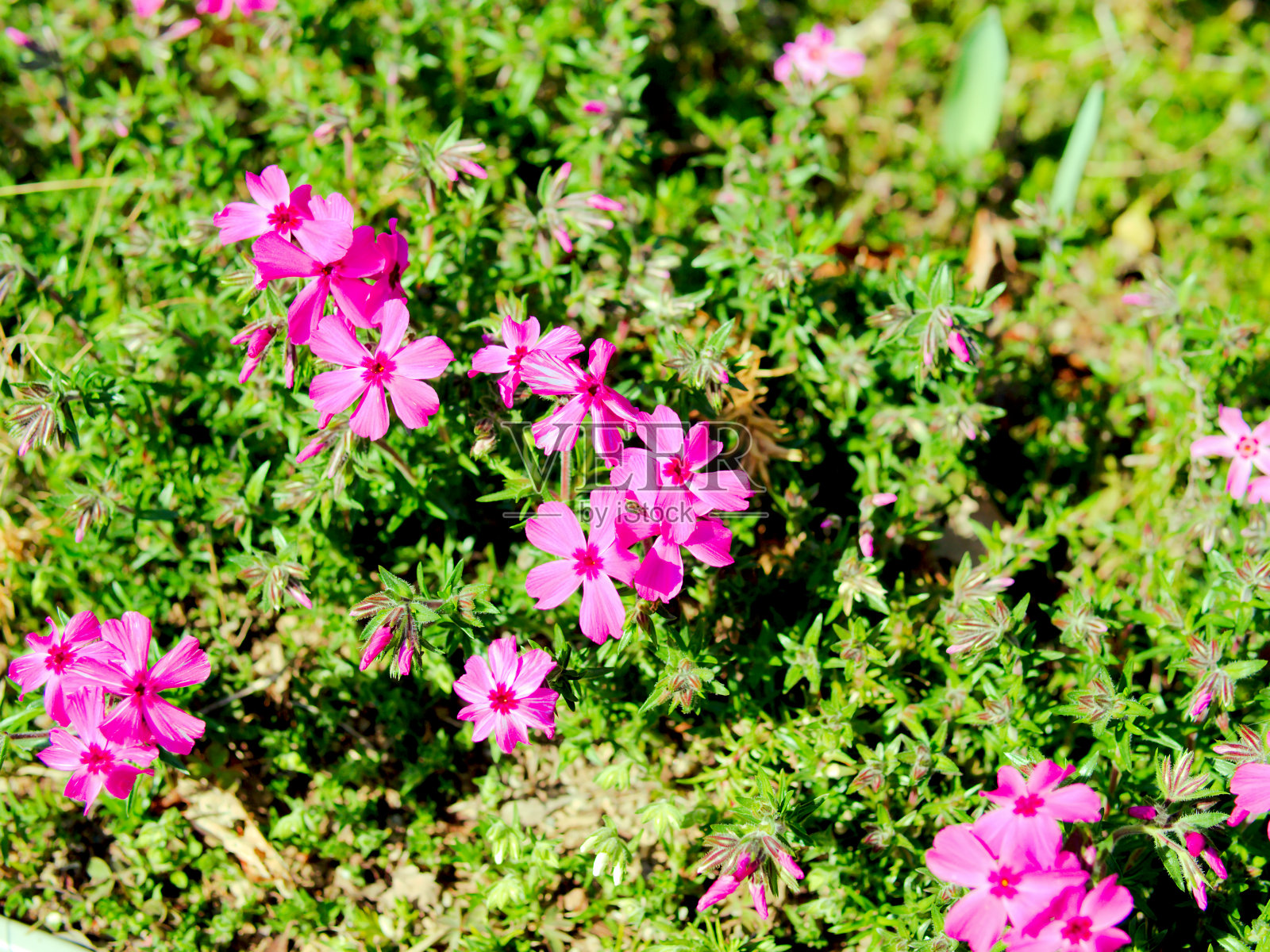 夹竹桃subulata照片摄影图片