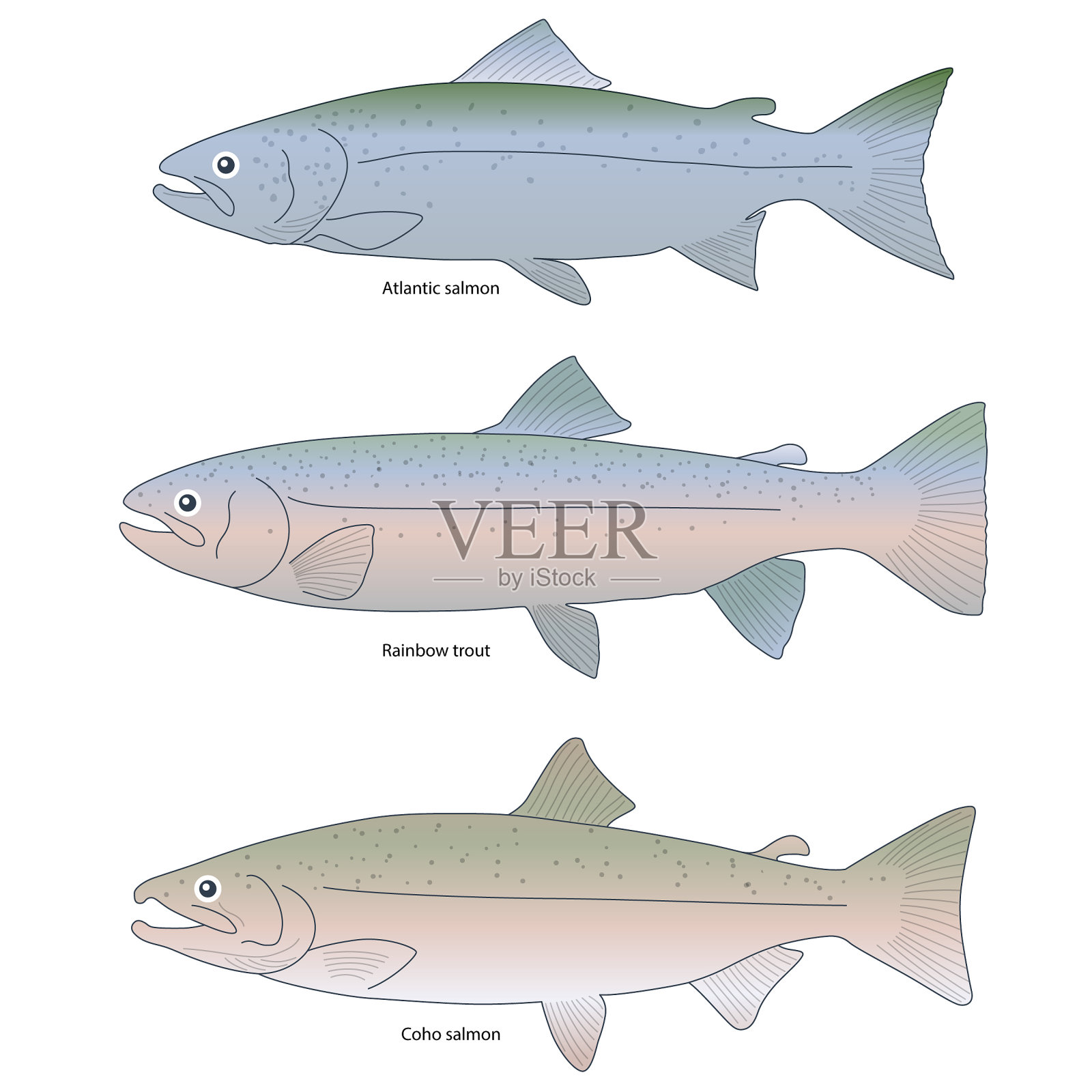 3种鲑鱼插画图片素材
