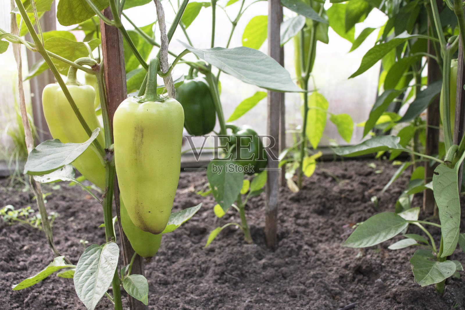 温室花圃中青椒的收成照片摄影图片