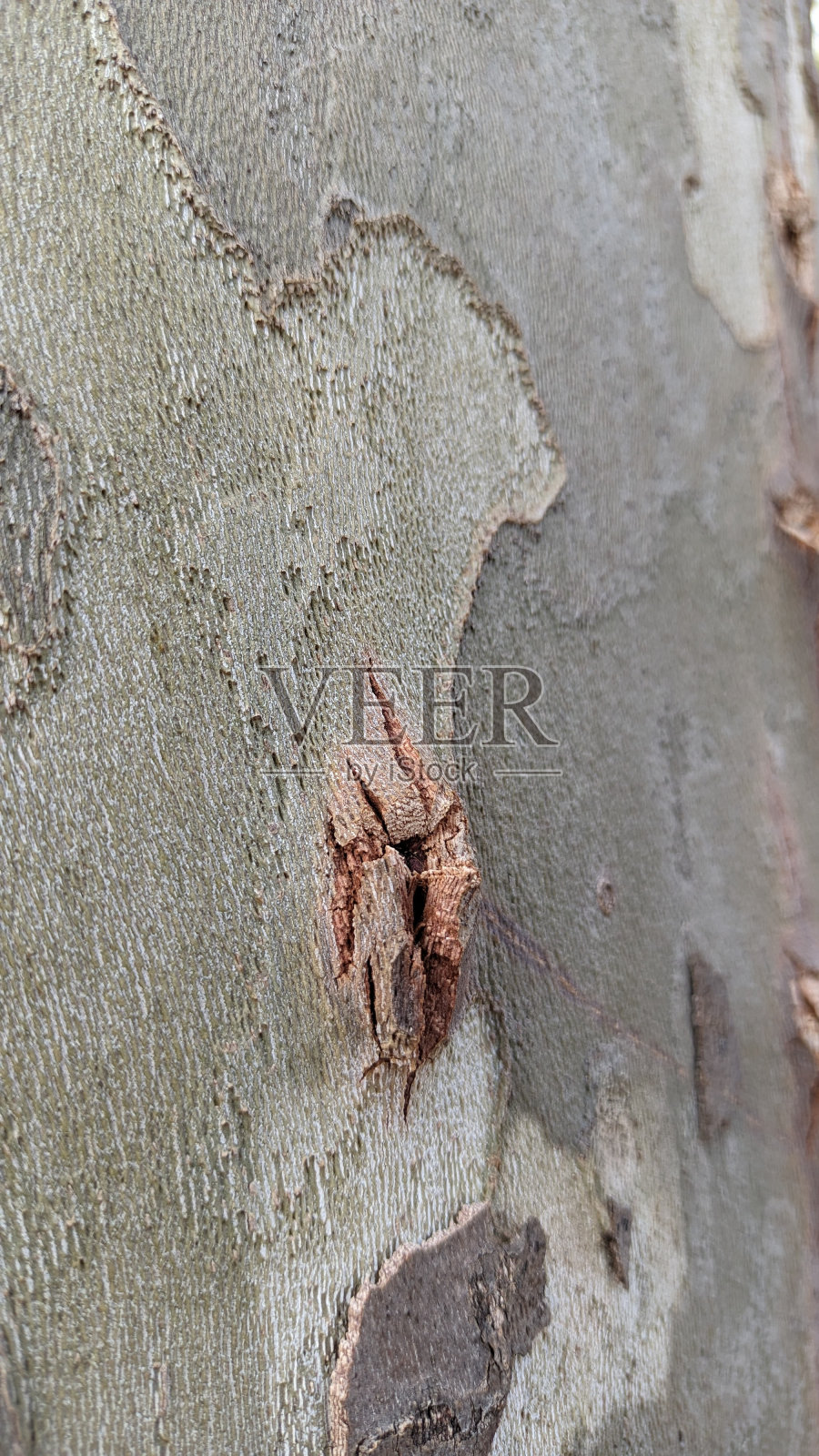 在里斯本的一个公园里,一棵桉树的树干被剥落照片摄影图片