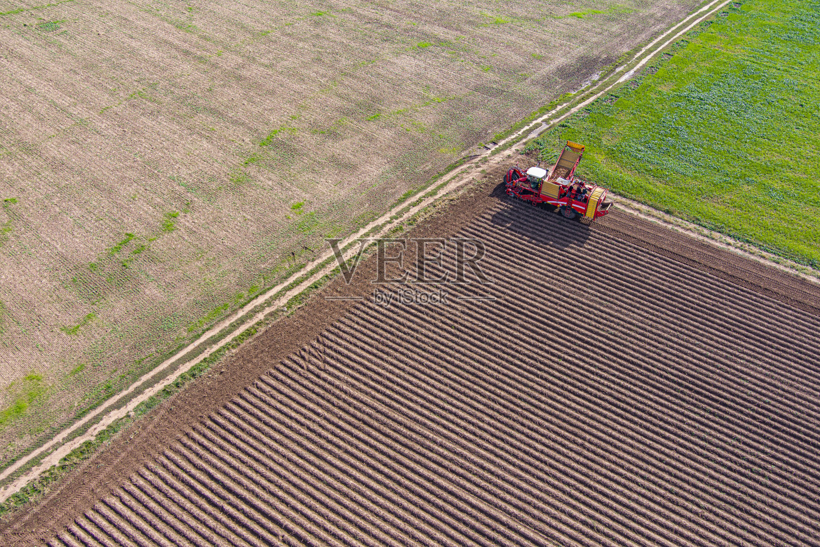 土豆的季节性收获照片摄影图片