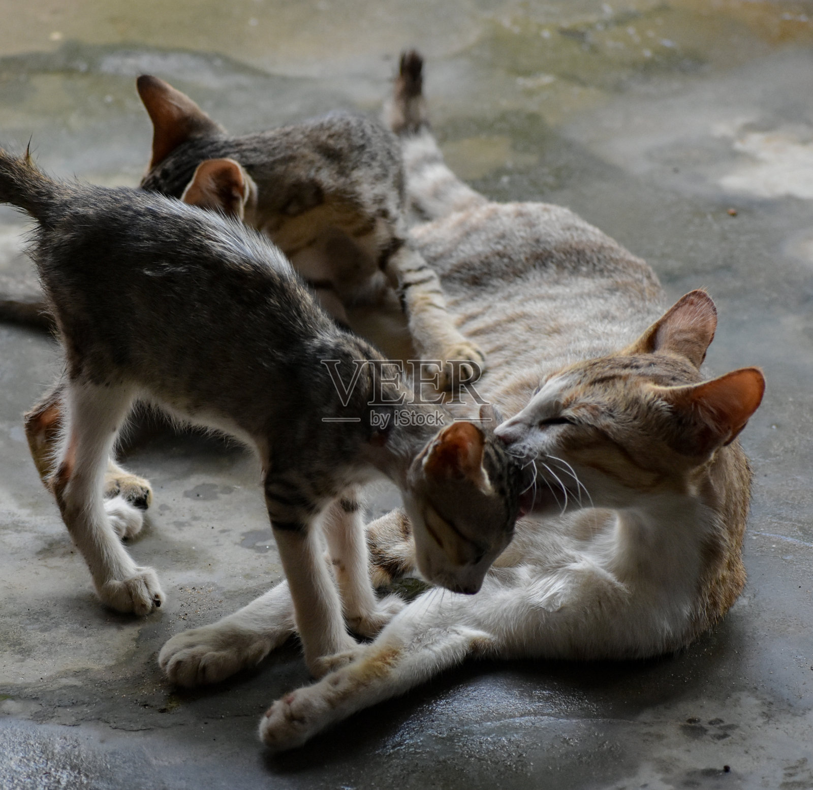 猫妈妈爱它的小猫照片摄影图片