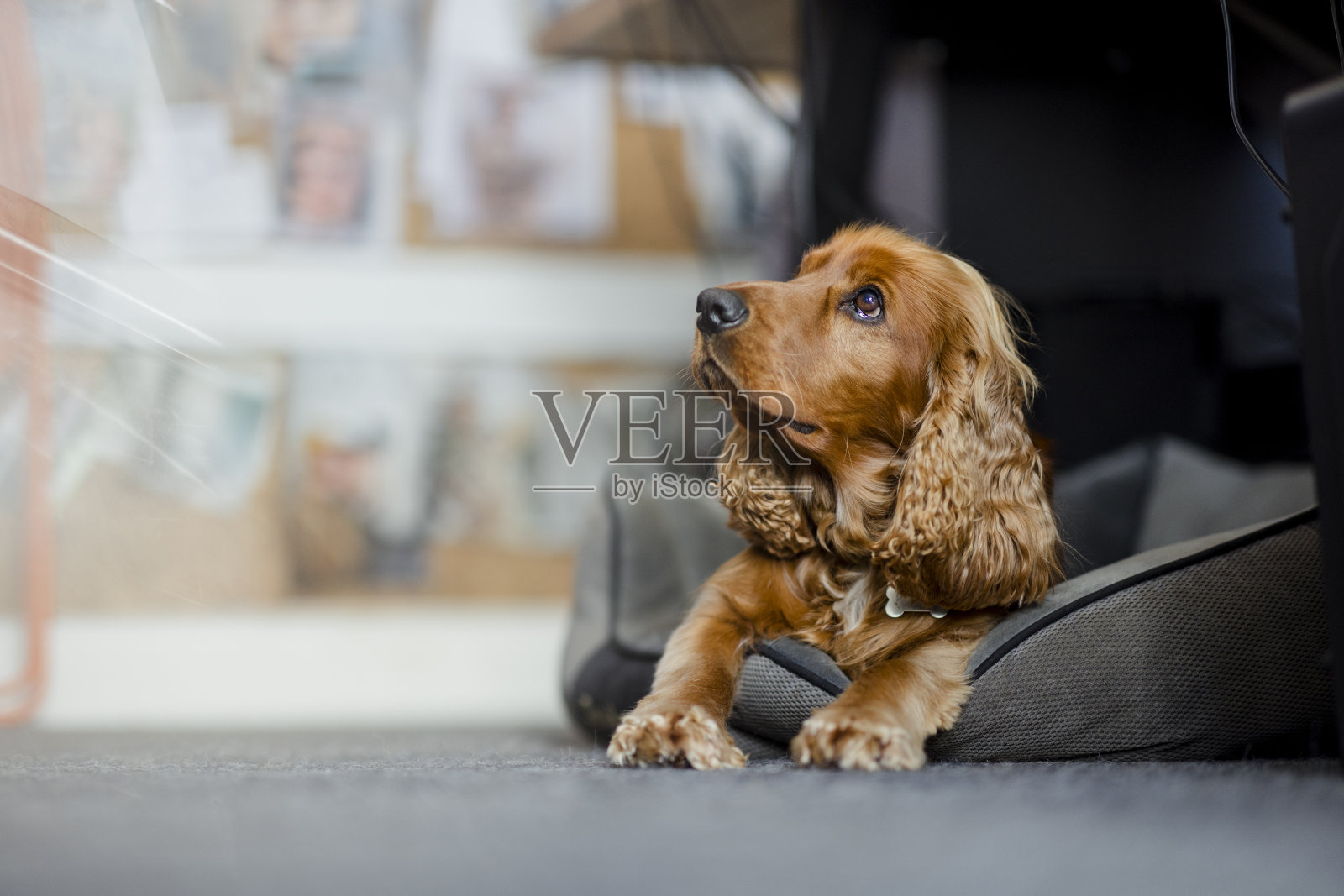 办公室狗在工作站下放松照片摄影图片