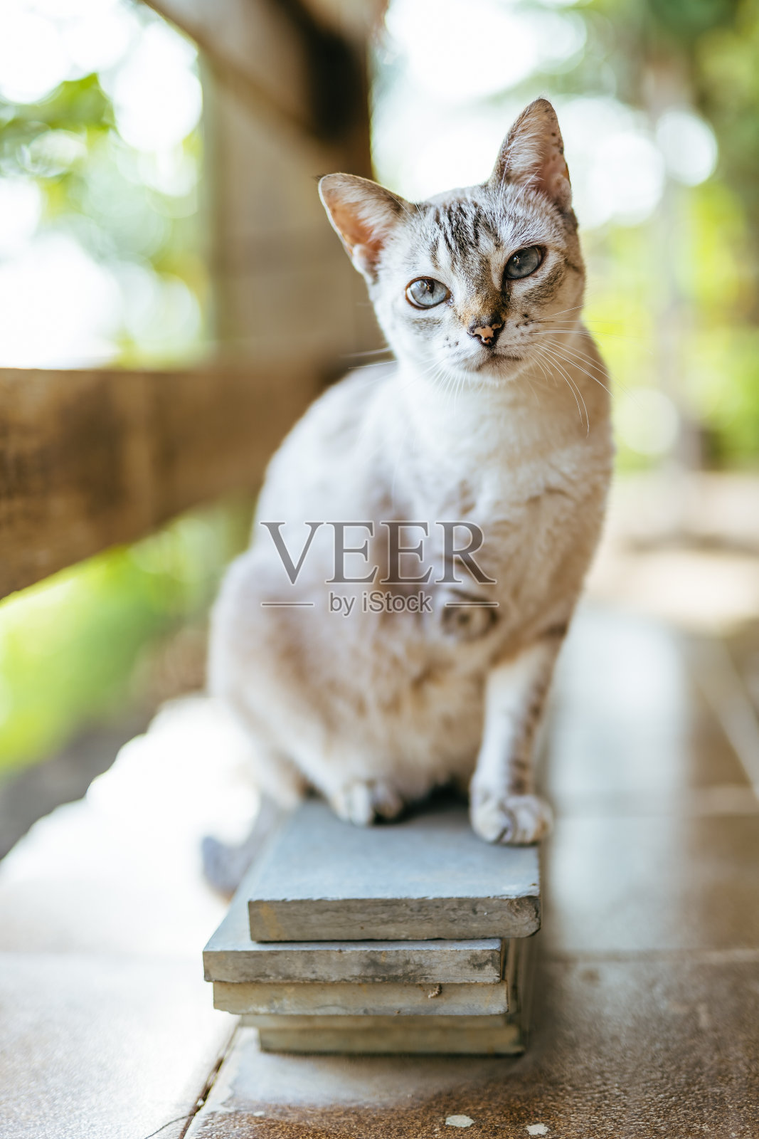 残疾猫——缺了一只爪子照片摄影图片