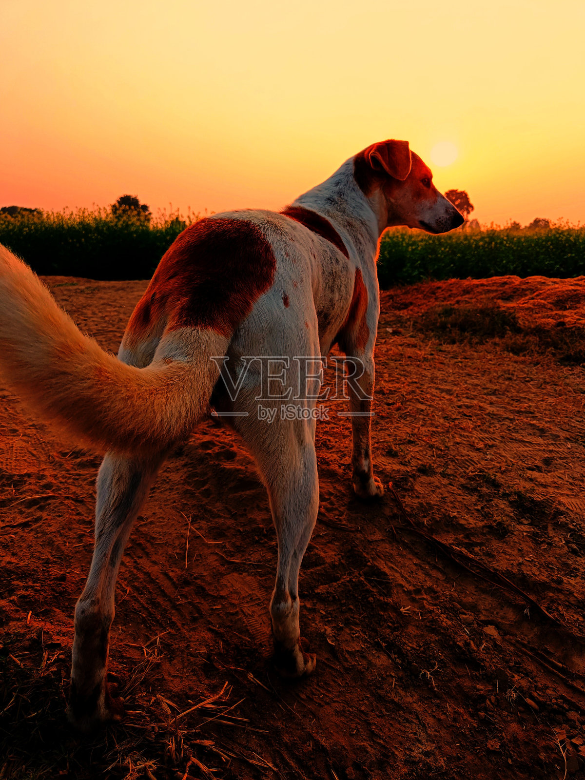 印度街头狗和日落照片摄影图片