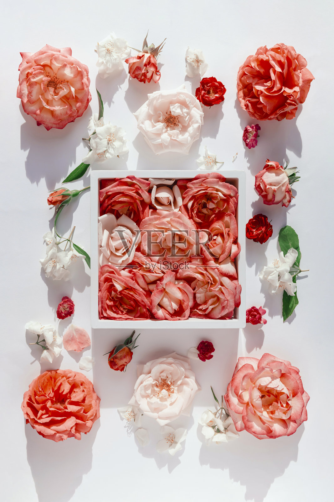 美丽的玫瑰花蕾在框架上的白色背景。夏日花卉组合与阳光和阴影。自然的概念。爱情和浪漫主题。照片摄影图片