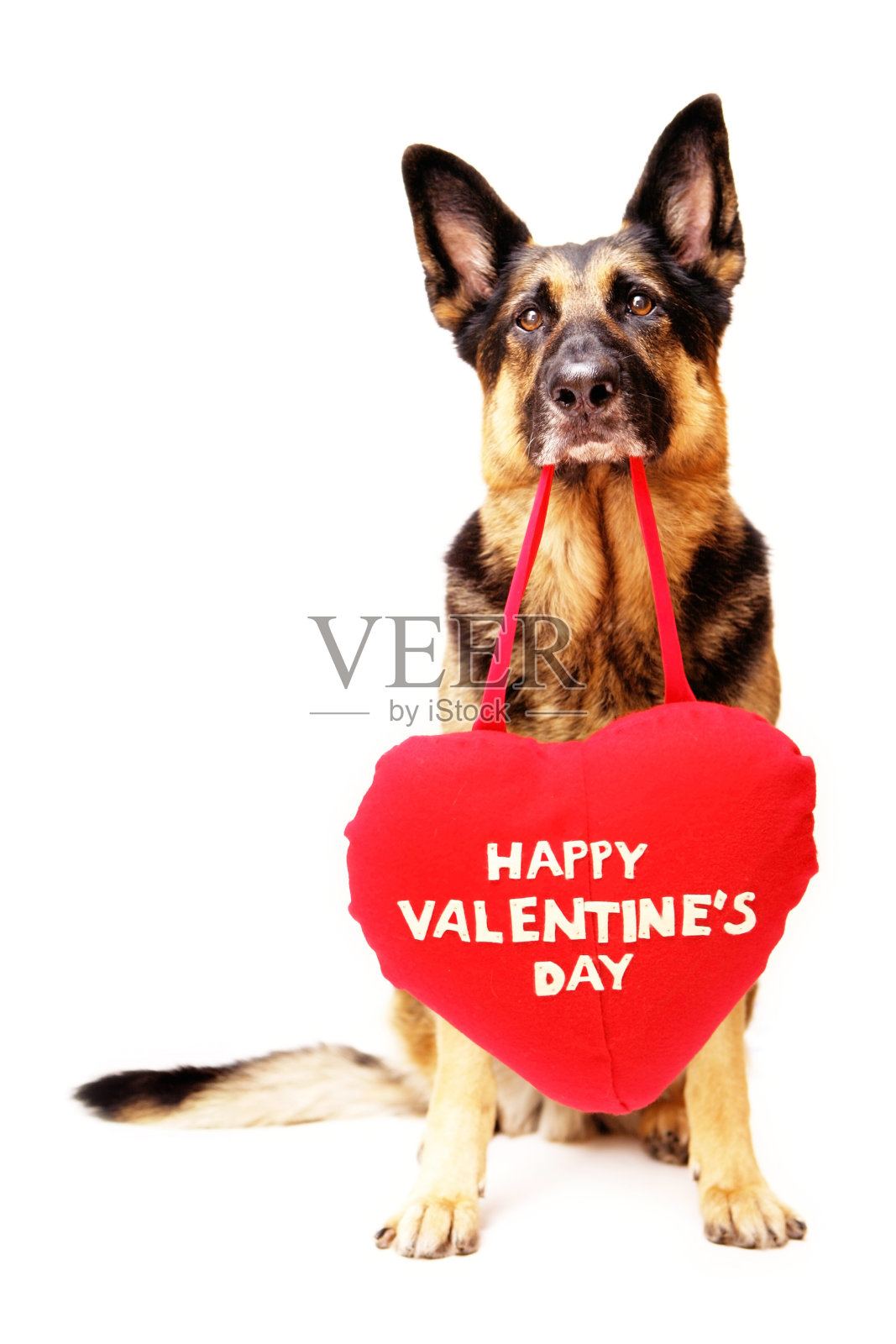 伤心的情人节狗照片摄影图片