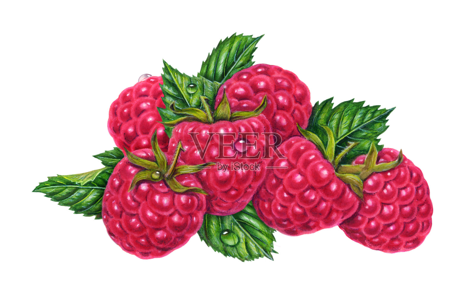 树莓六人组插画图片素材