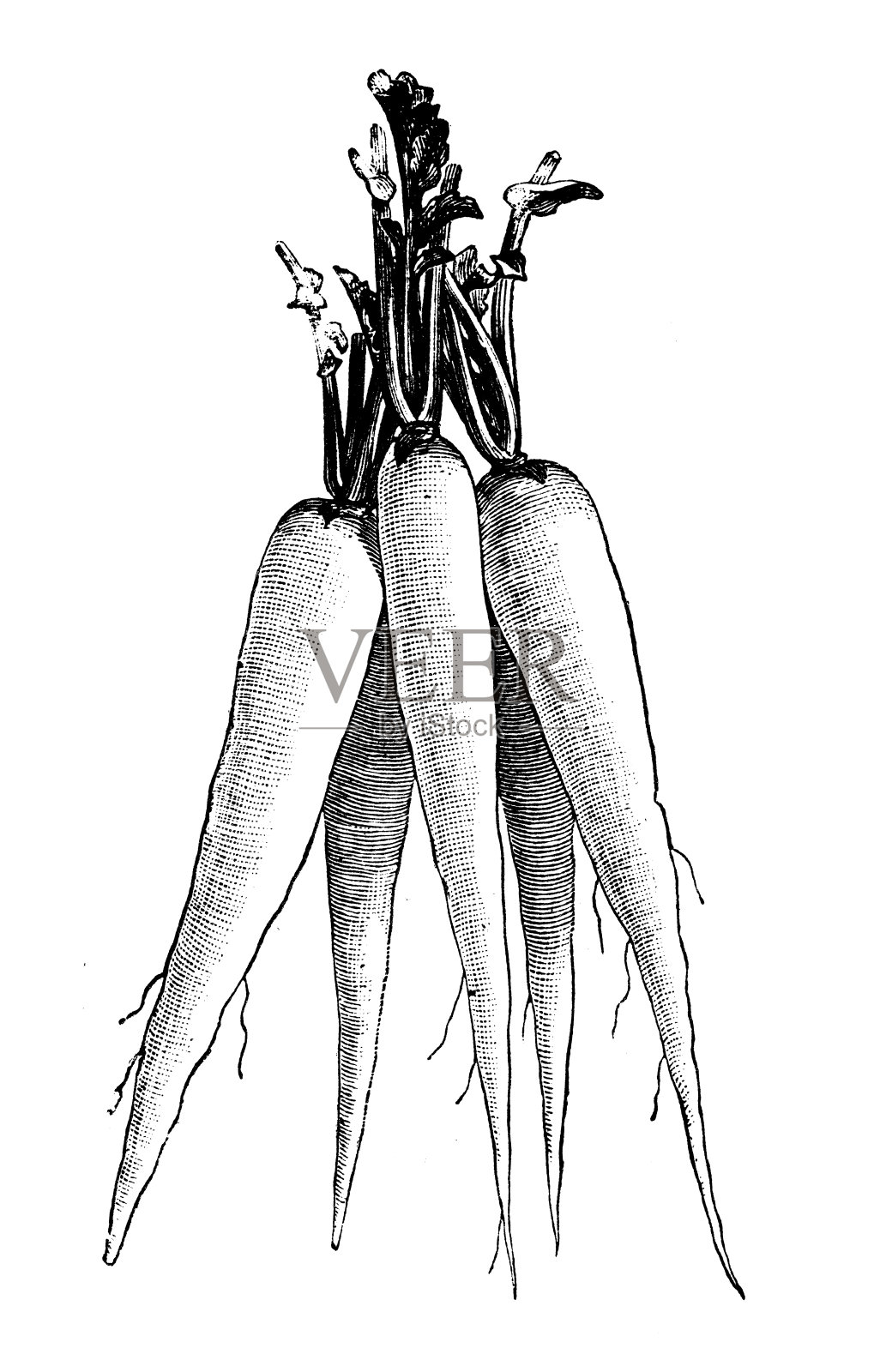 植物学蔬菜植物古玩雕刻插画:长萝卜维也纳插画图片素材