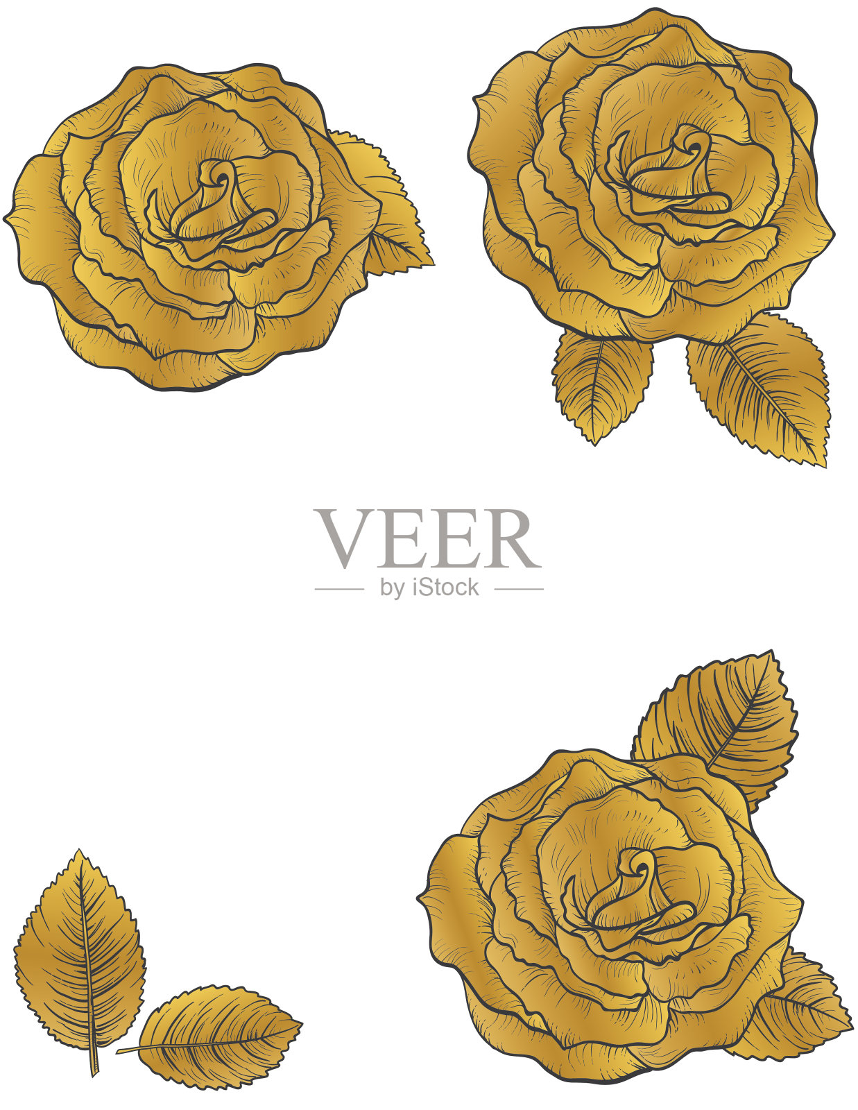 金色和黑色玫瑰的植物学绘画插画图片素材