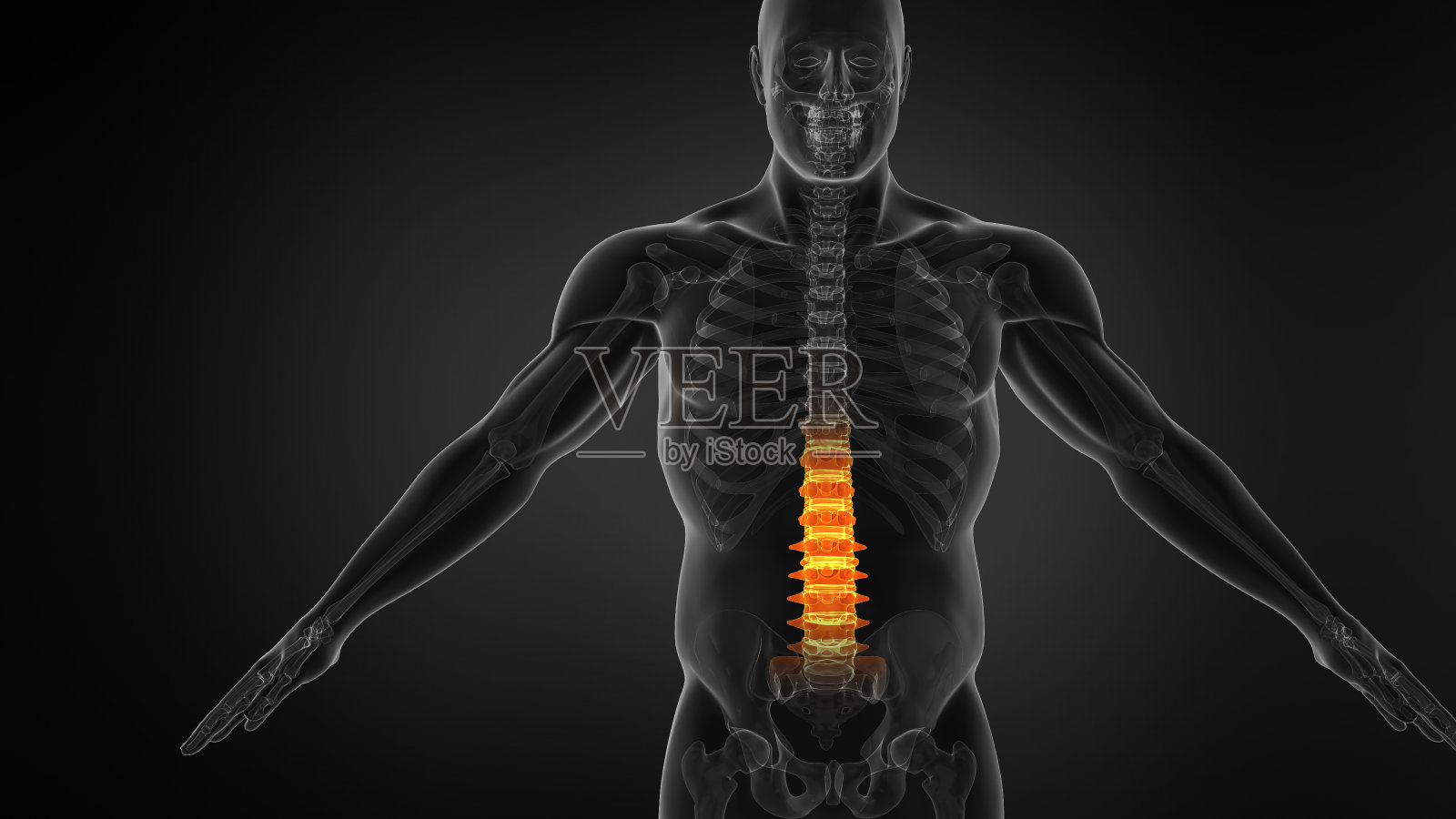 人体脊柱解剖学。下腰痛和人类背痛照片摄影图片