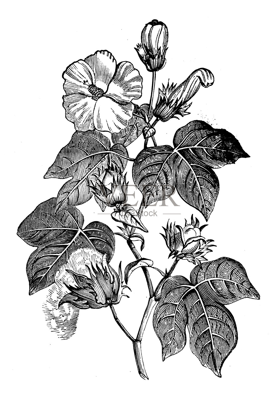 古植物学插图:棉、棉插画图片素材