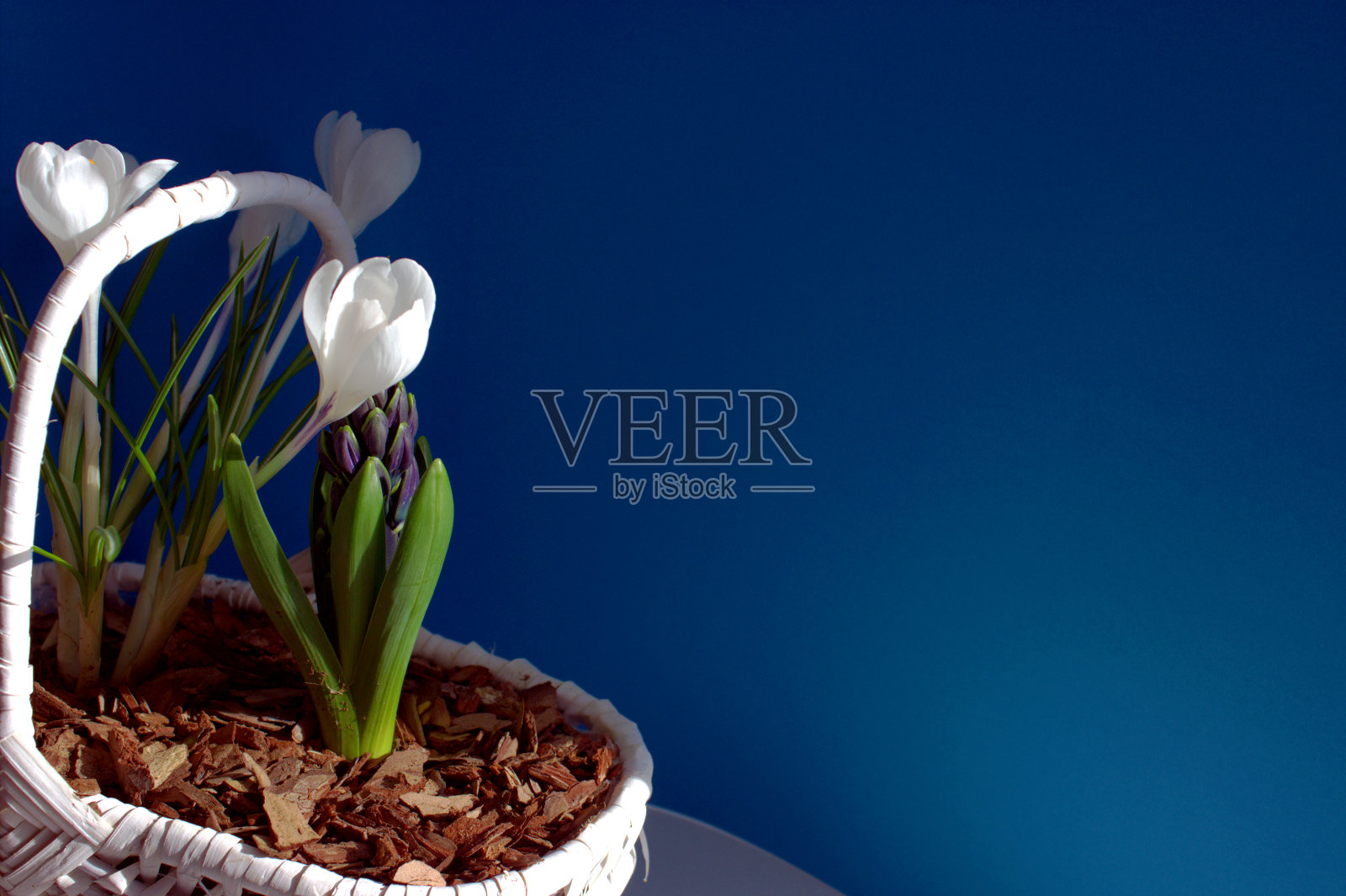 蓝底篮子里的白色番红花。照片摄影图片